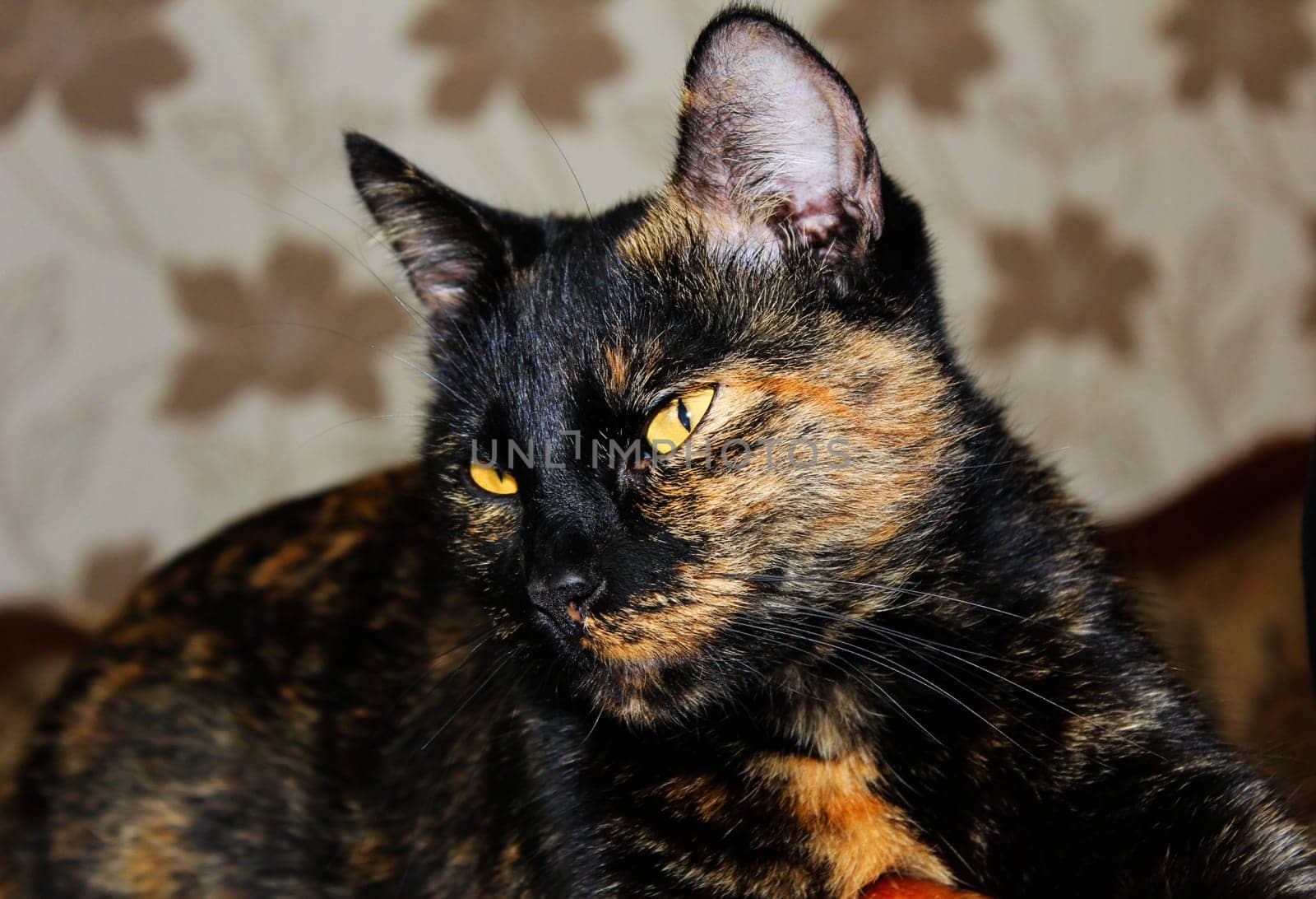 (cat animal) without big