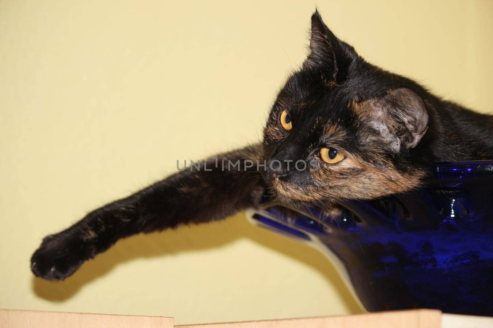 (cat animal) without big