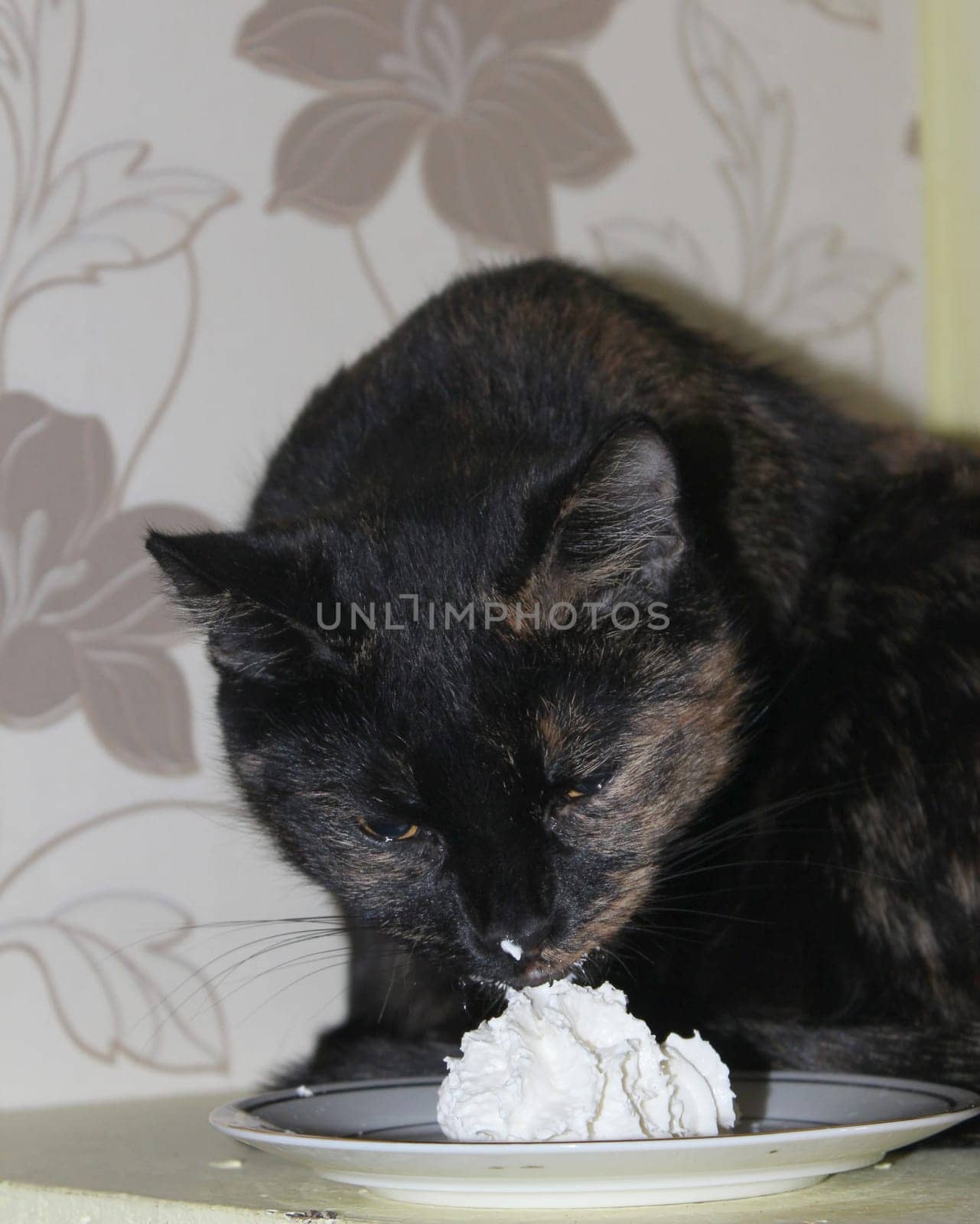 (cat animal) without big