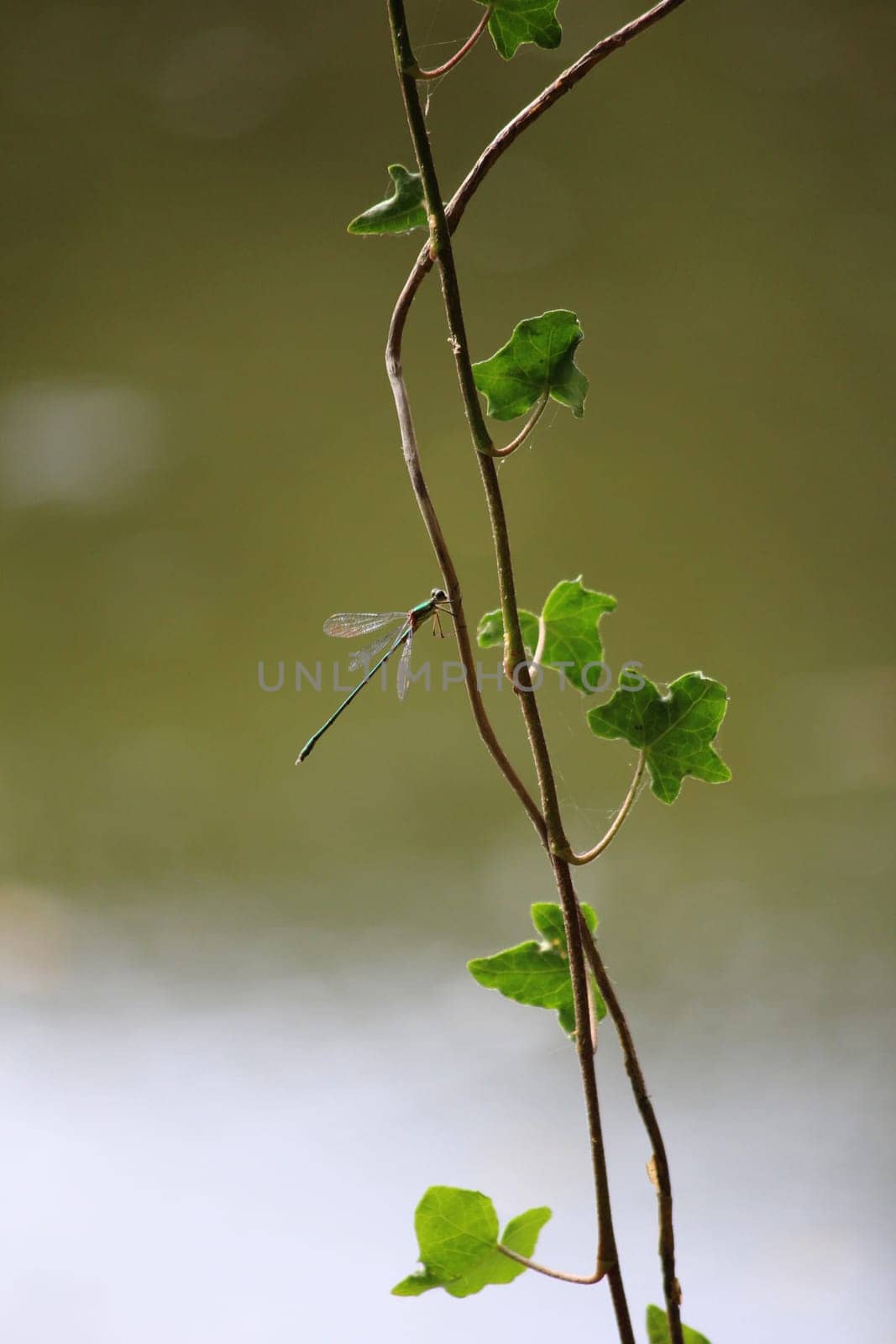 Dragonfly