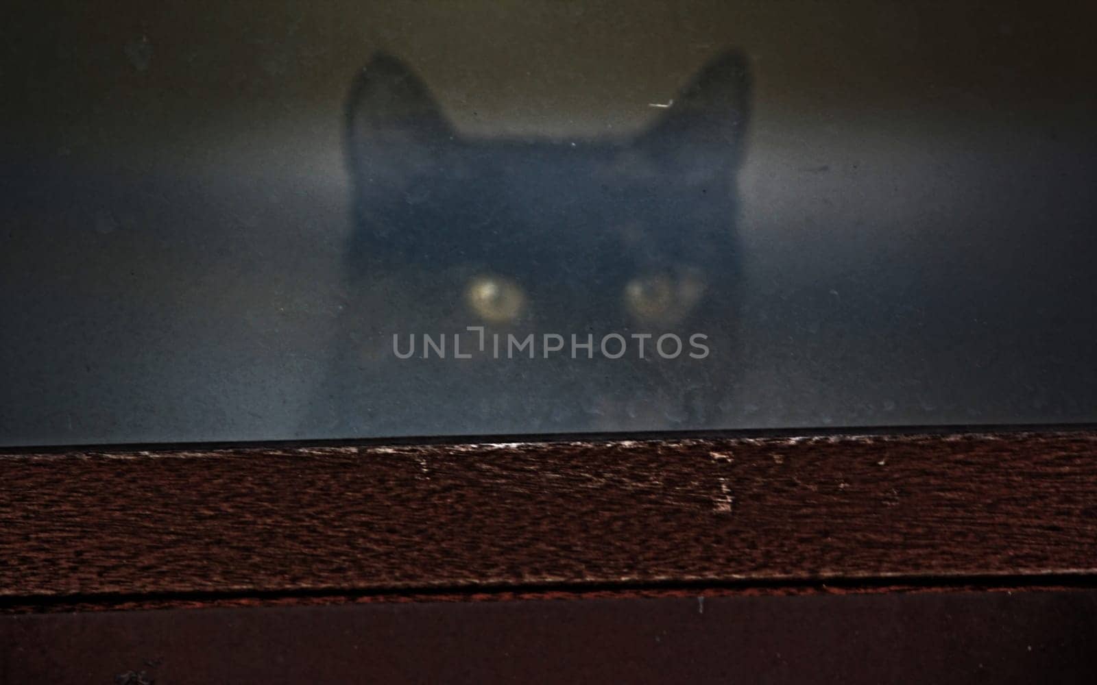 (cat animal) without big