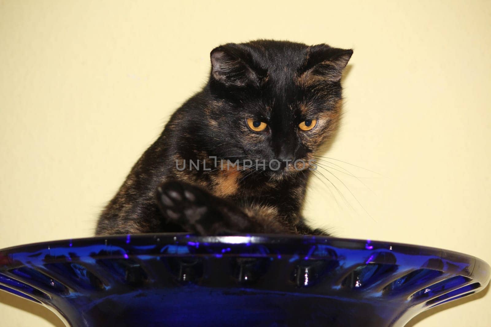 (cat animal) without big