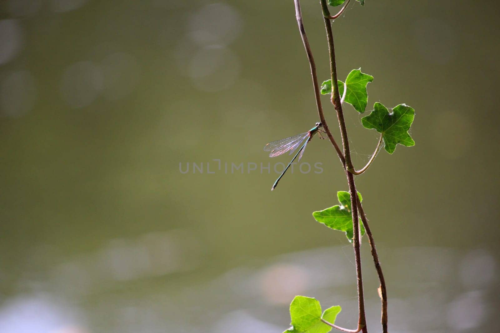 Dragonfly