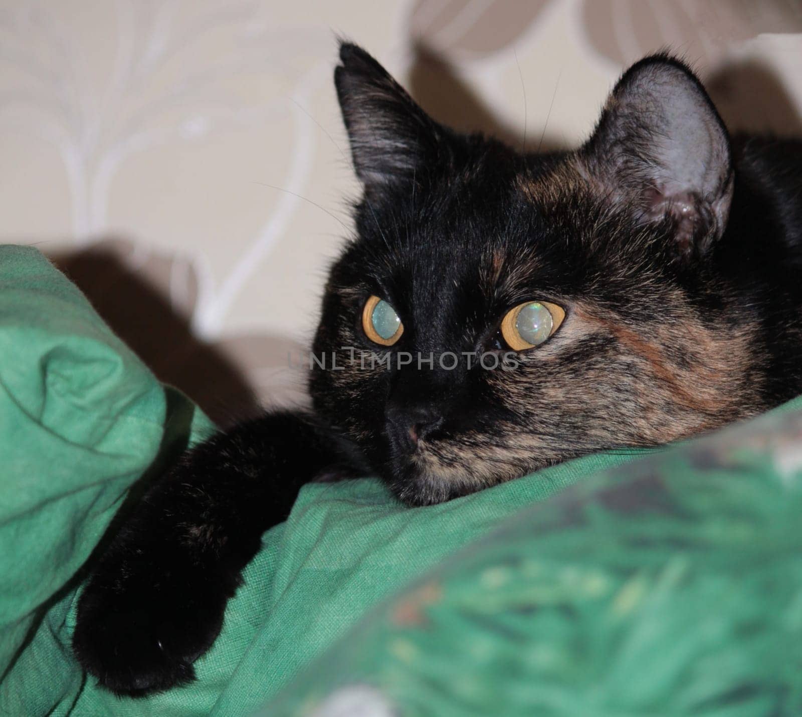 (cat animal) without big
