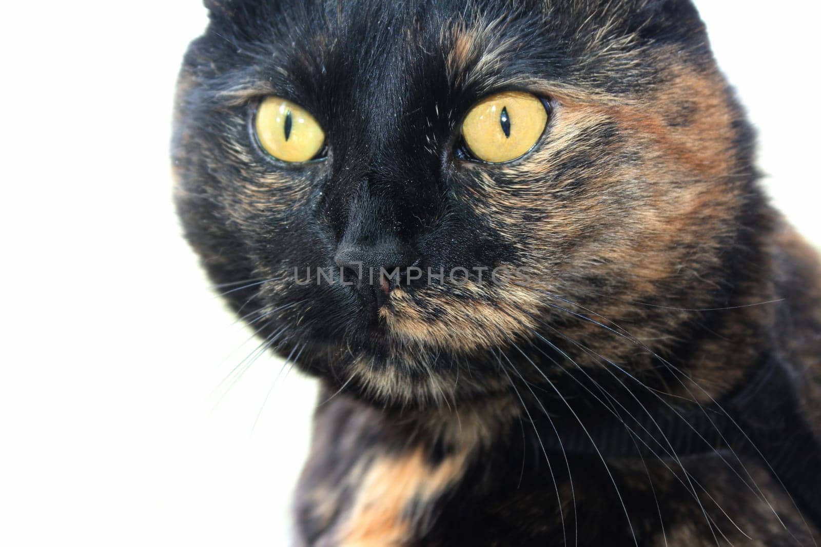 (cat animal) without big