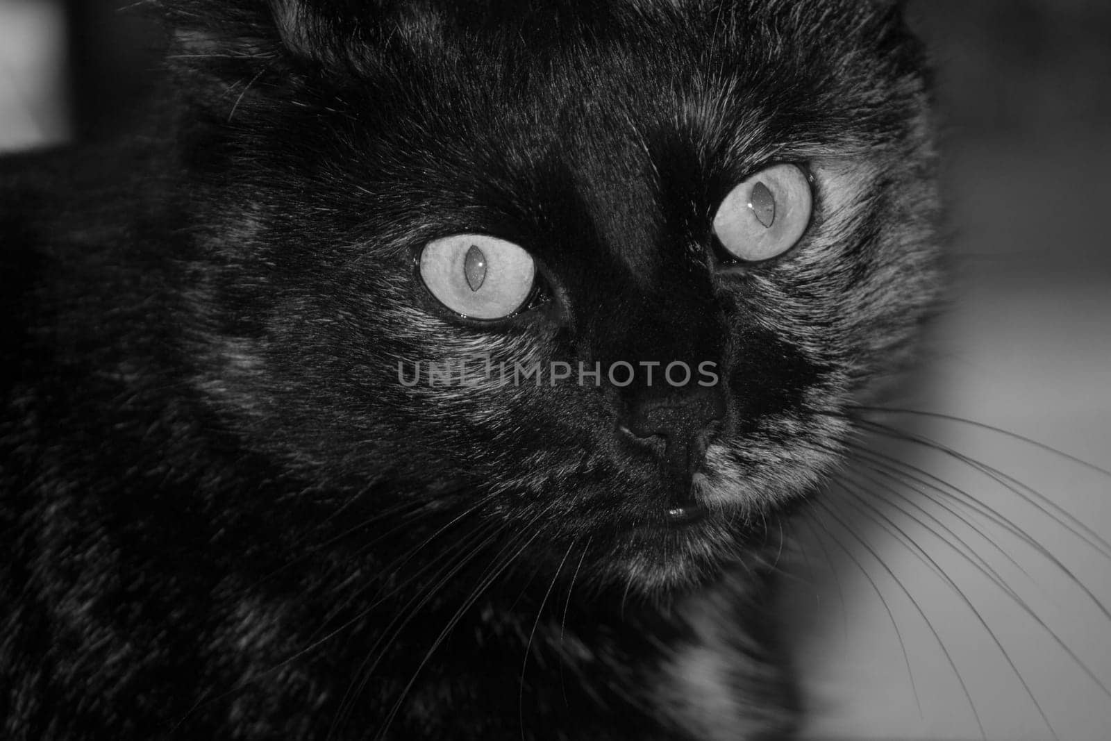 (cat animal) without big