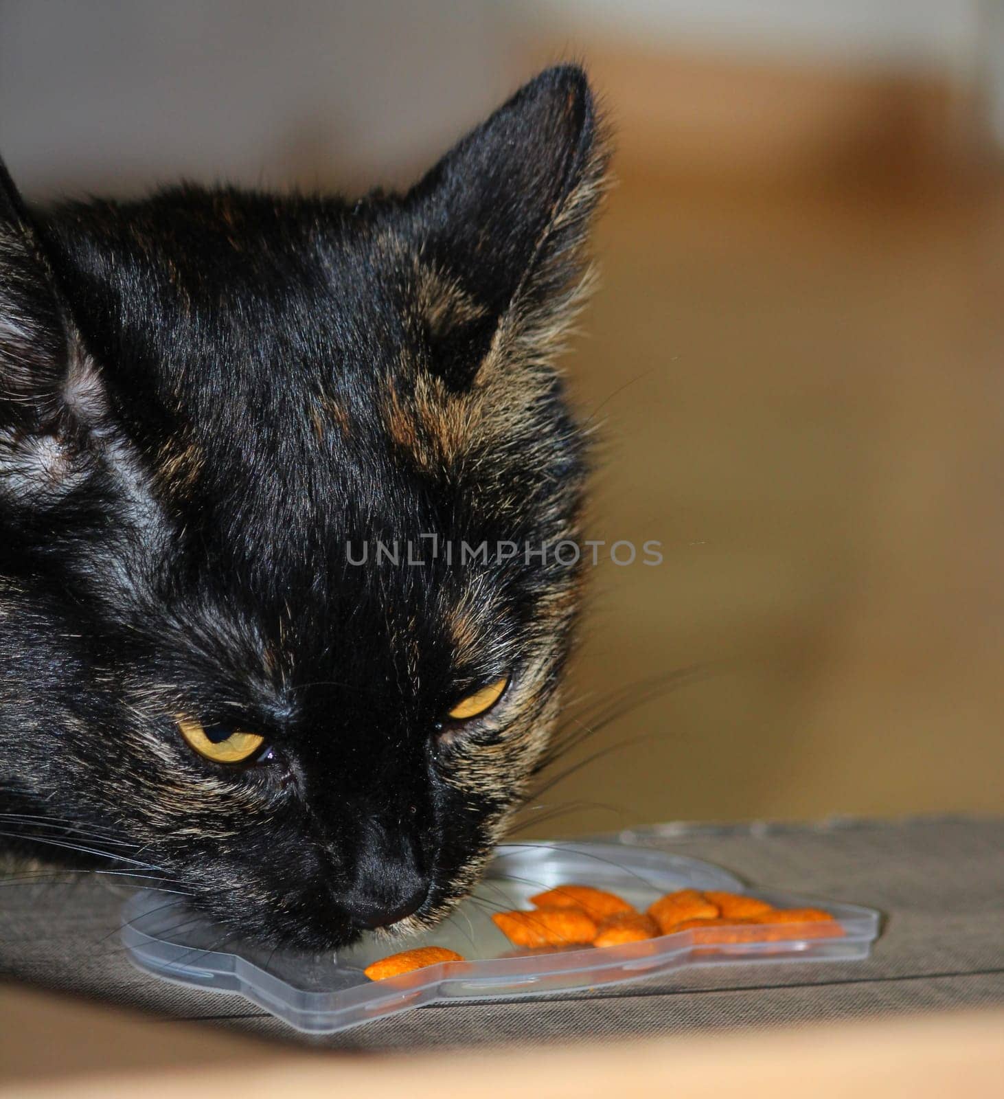 (cat animal) without big