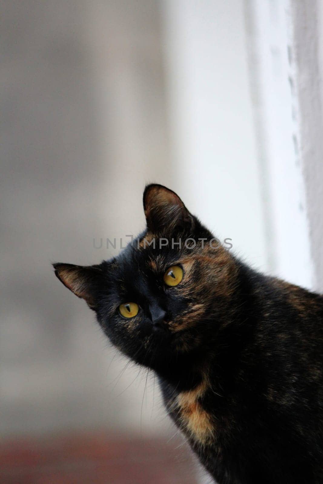 (cat animal) without big