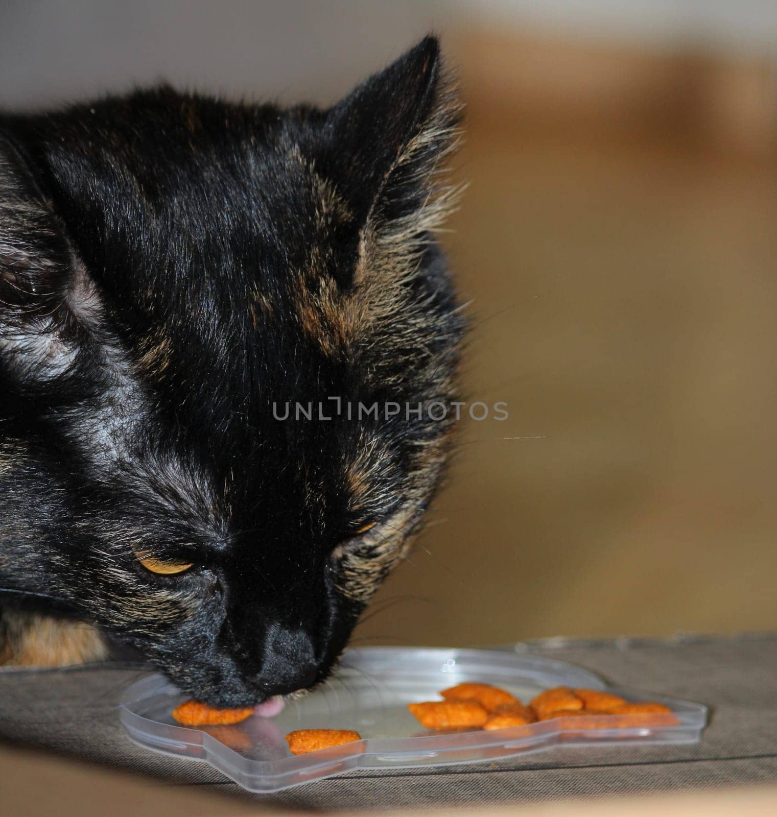 (cat animal) without big