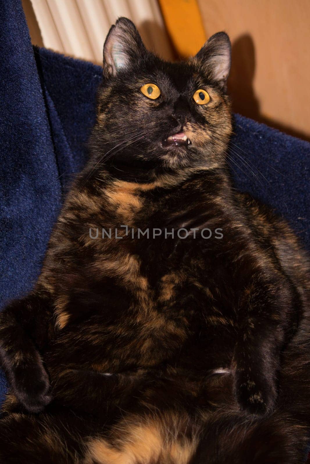 (cat animal) without big