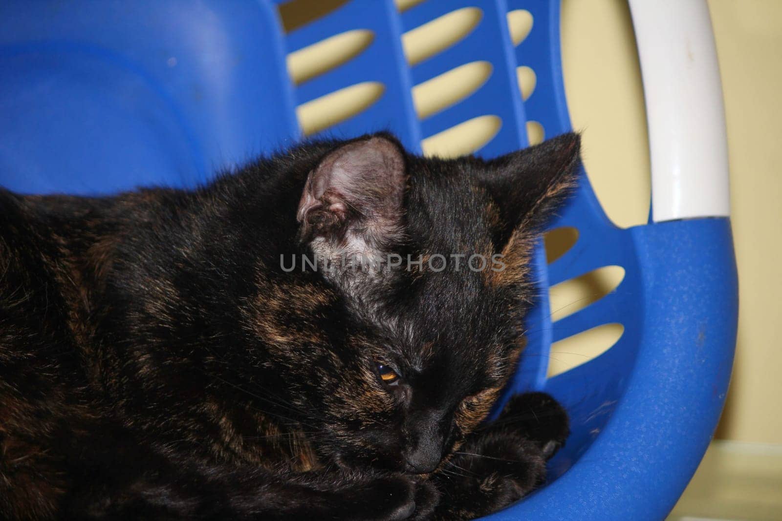 (cat animal) without big