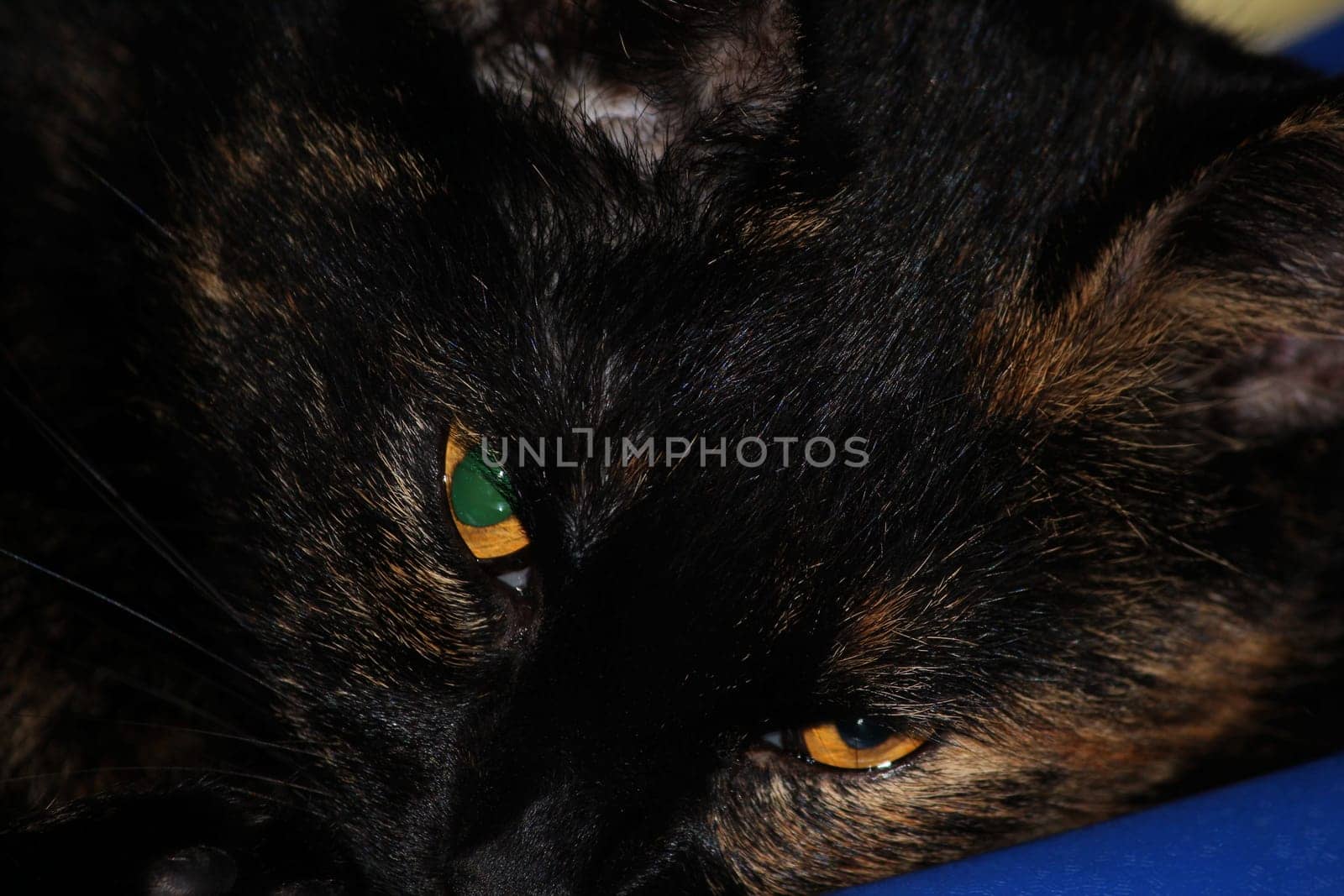 (cat animal) without big