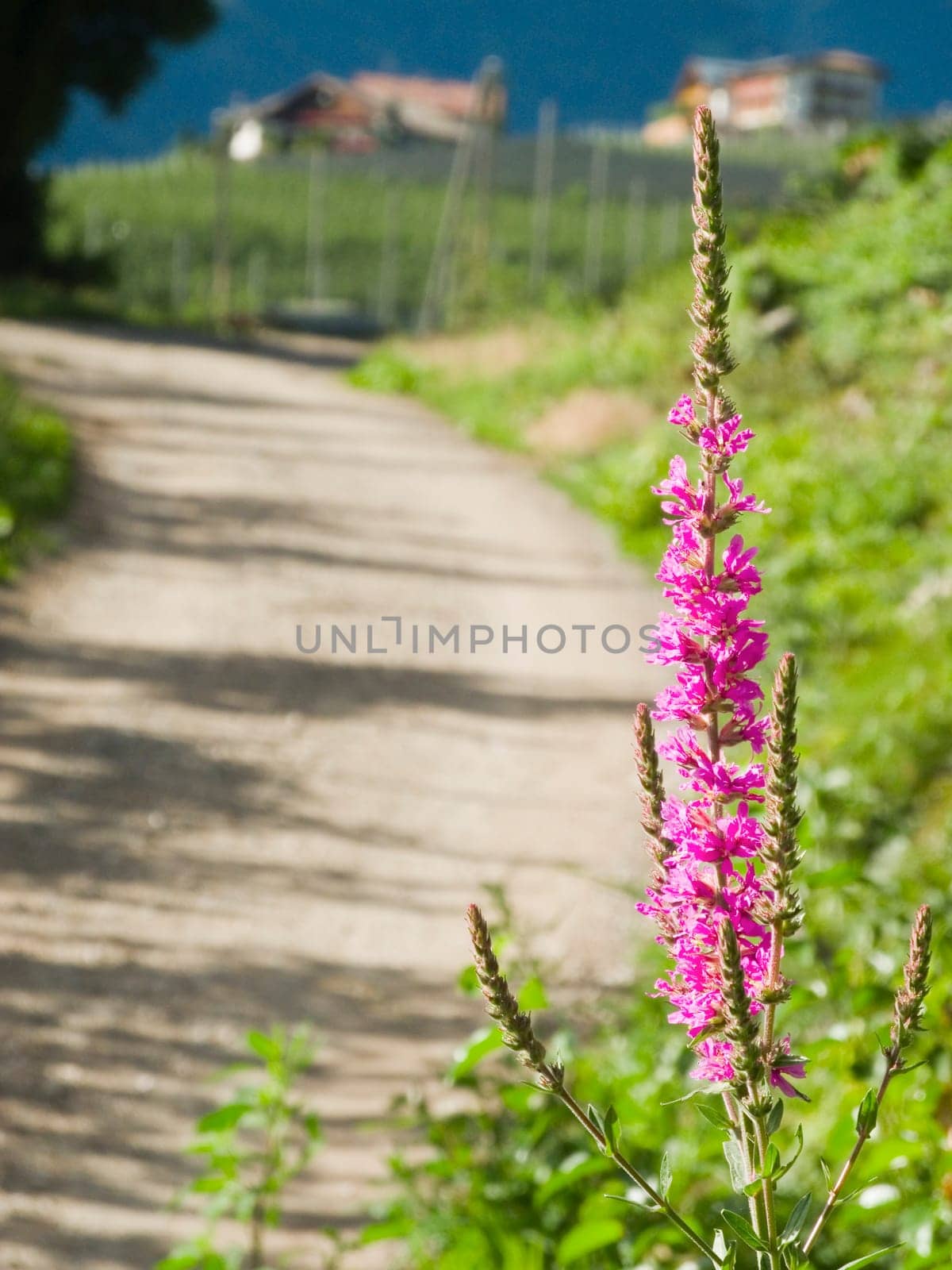 Inflorescence of the Ordinary Blood willow (Lythrum salicaria) on the side of the road in the South Tyrolean Alps near the city of Merano