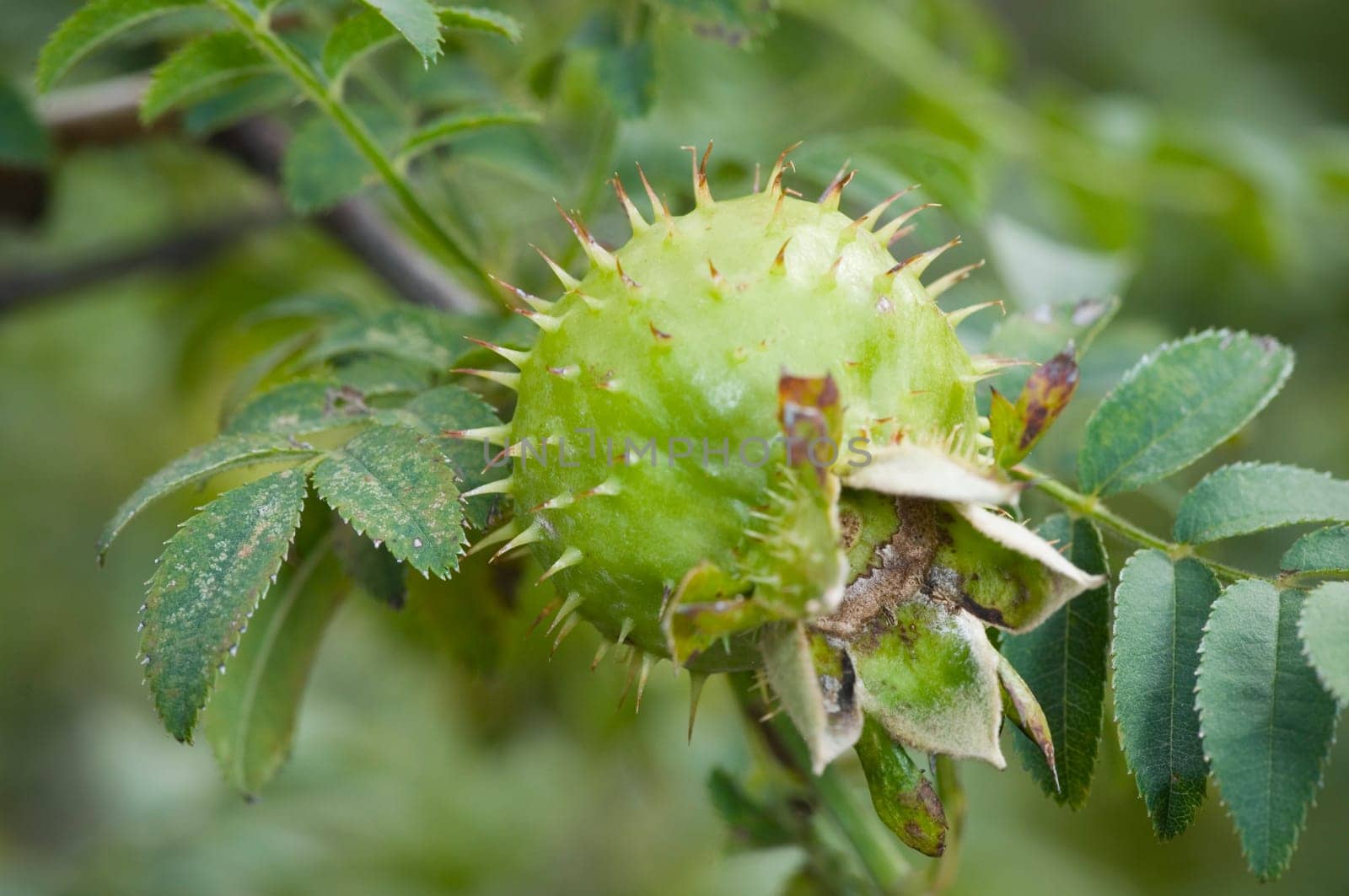 Close-up of the prickly fruit of a dog rose against fuzzy natural,green background