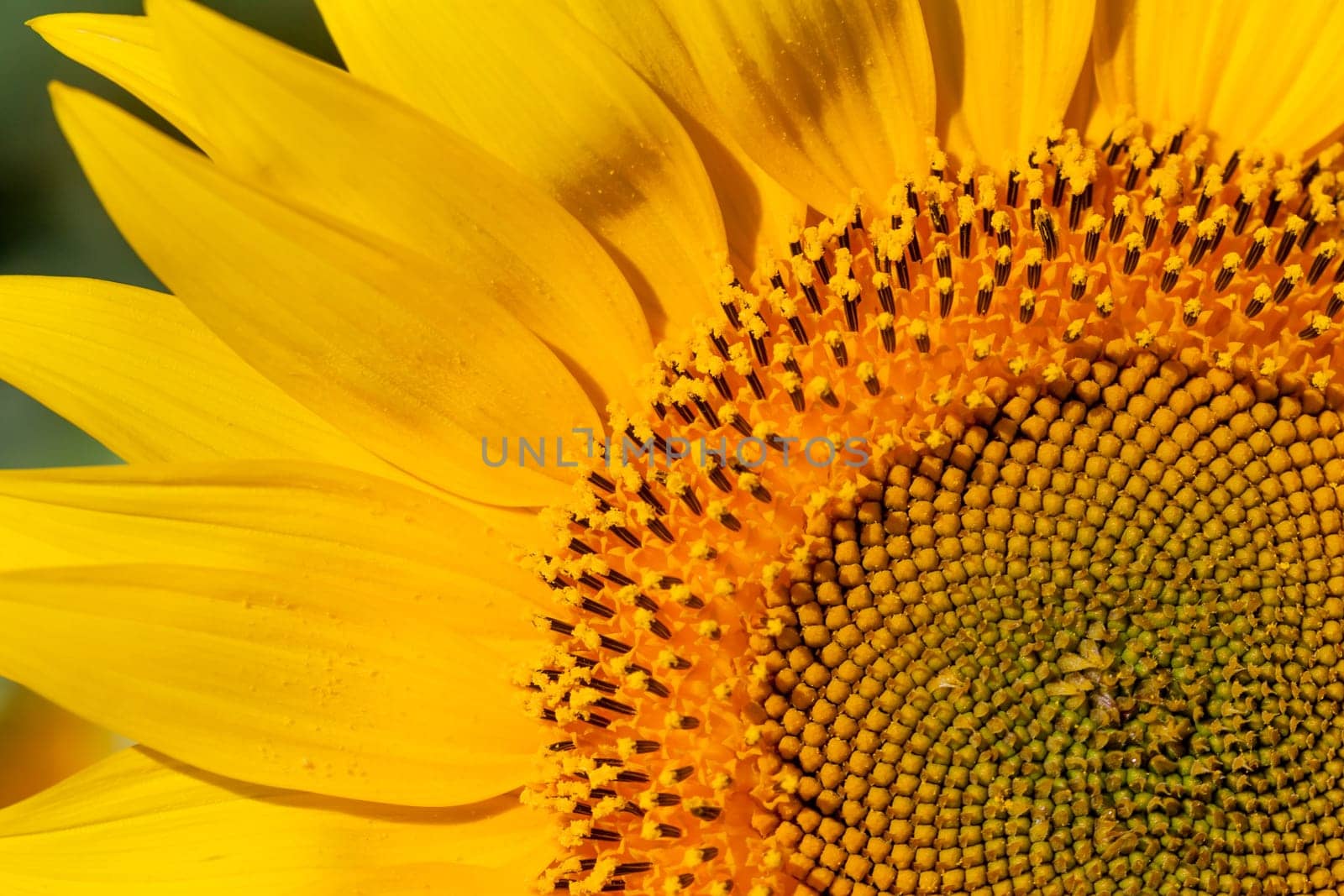 closeup of sunflower can be used as background