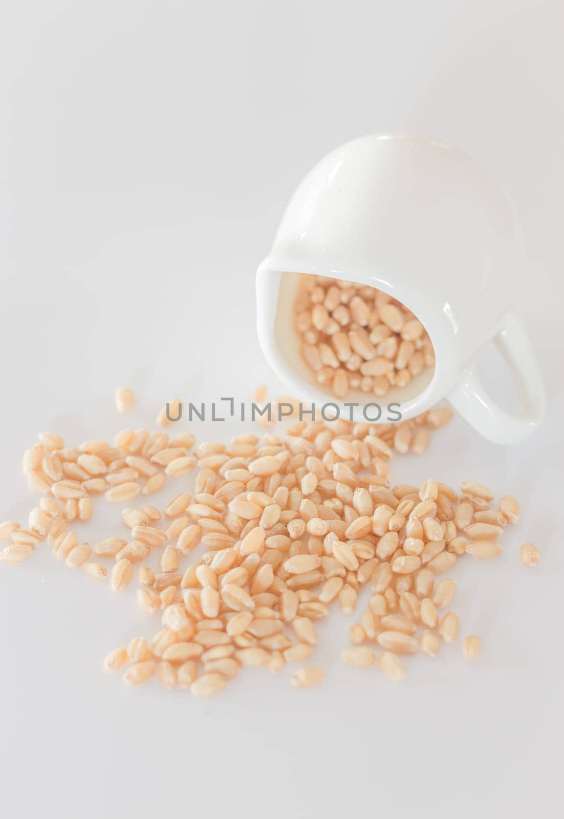 Organic pet wheat grass seeds, stock photo