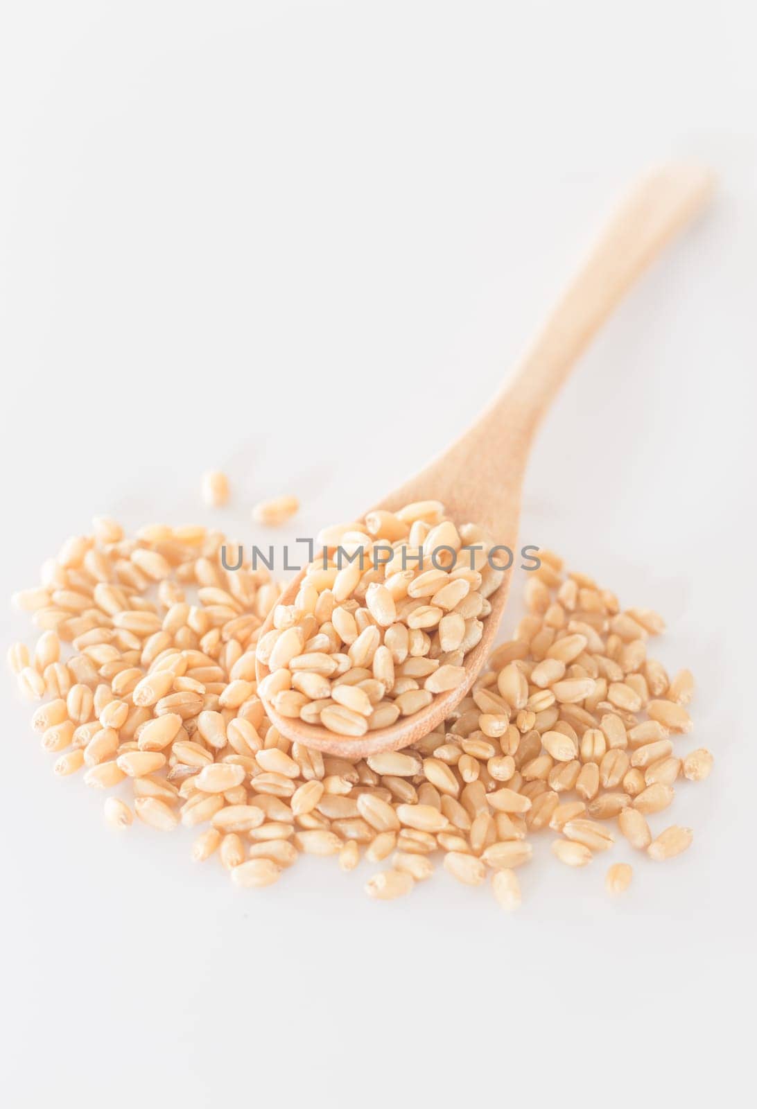 Organic pet wheat grass seeds, stock photo
