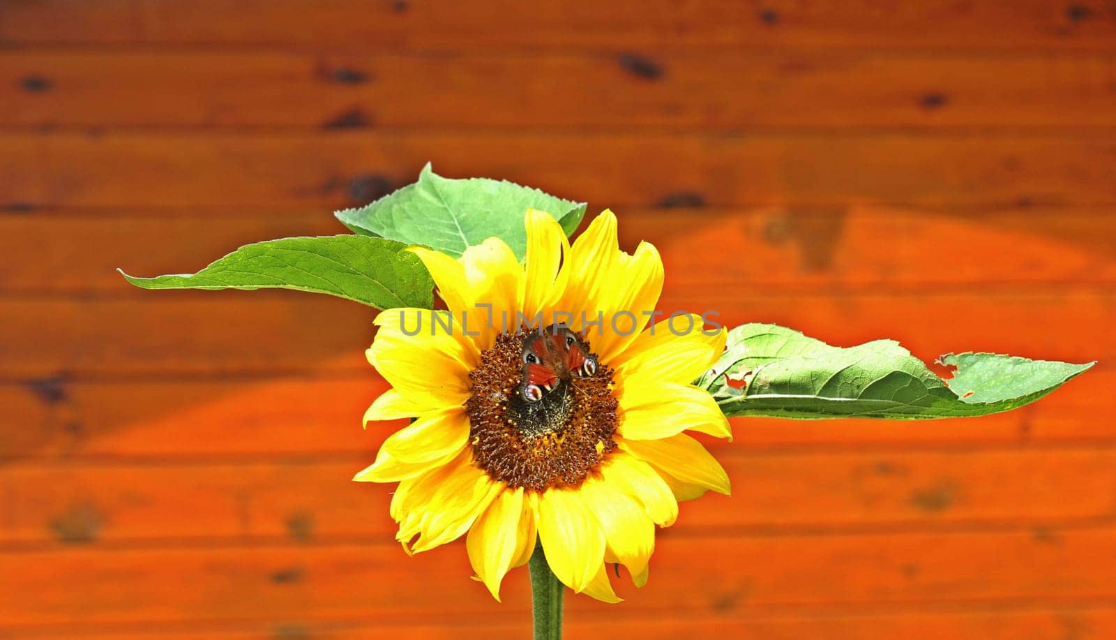 Sunflower (Helianthus annuus) with day peacock eye (Inachis io)