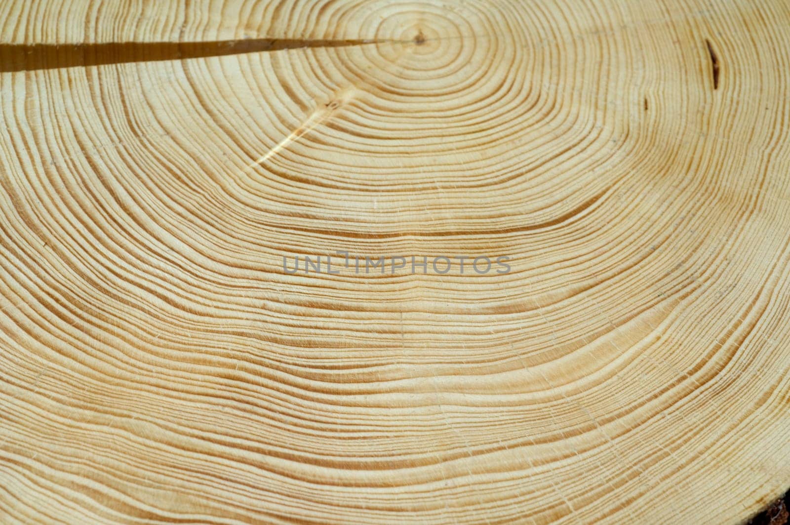 Jahresringe  Fichte  Picea  abies  Rottanne  Jahrring  Holzring