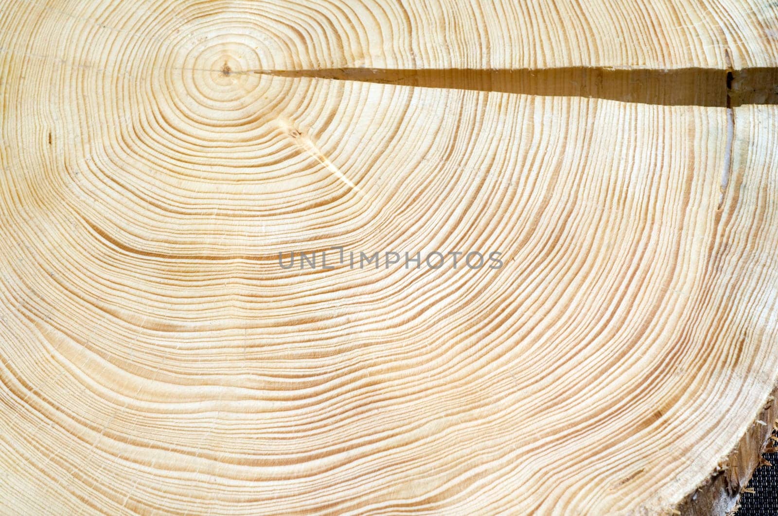 Jahresringe  Fichte  Picea  abies  Rottanne  Jahrring  Holzring