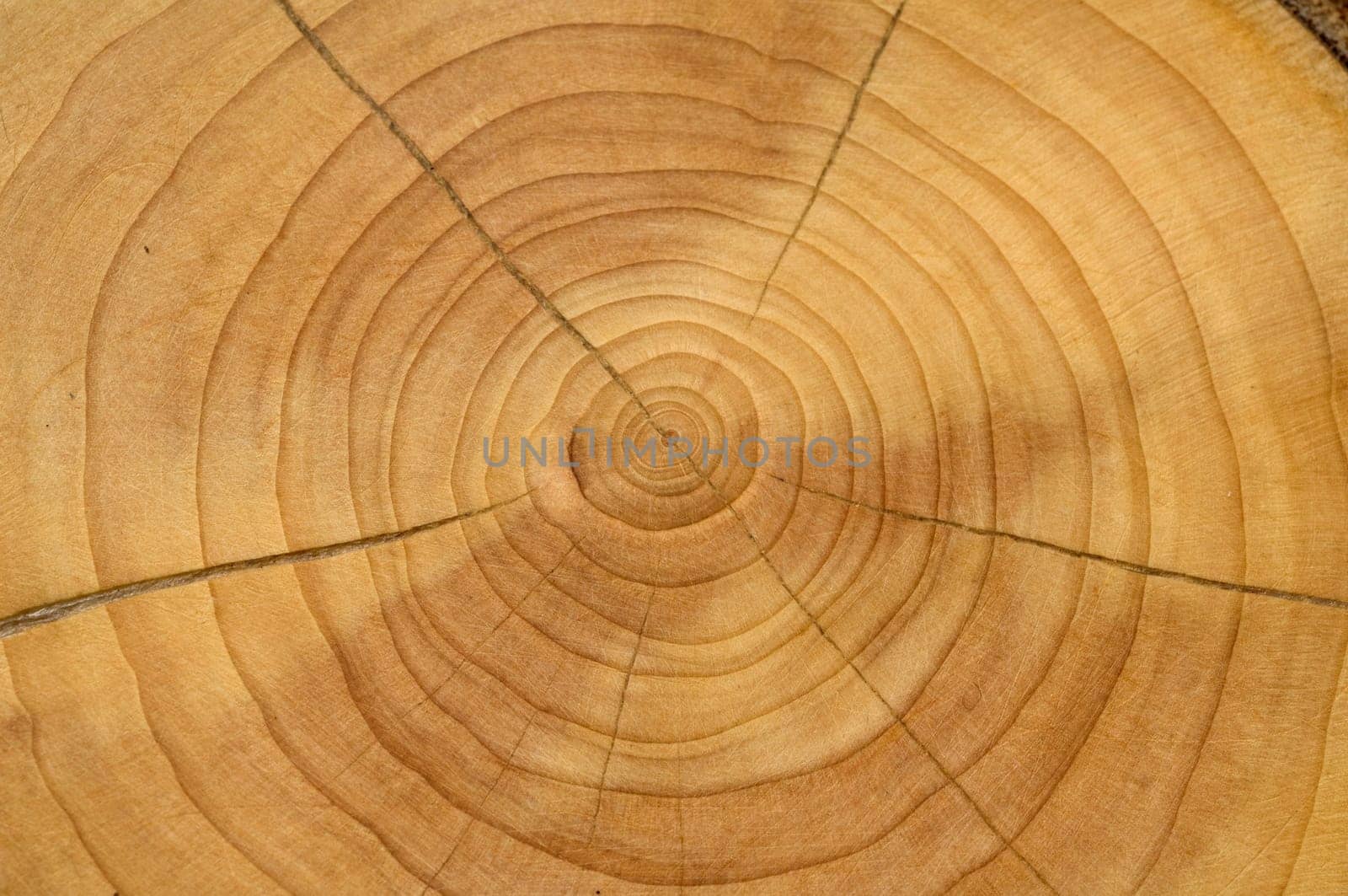 Jahresringe  Kirschbaum  prunus  Jahrring