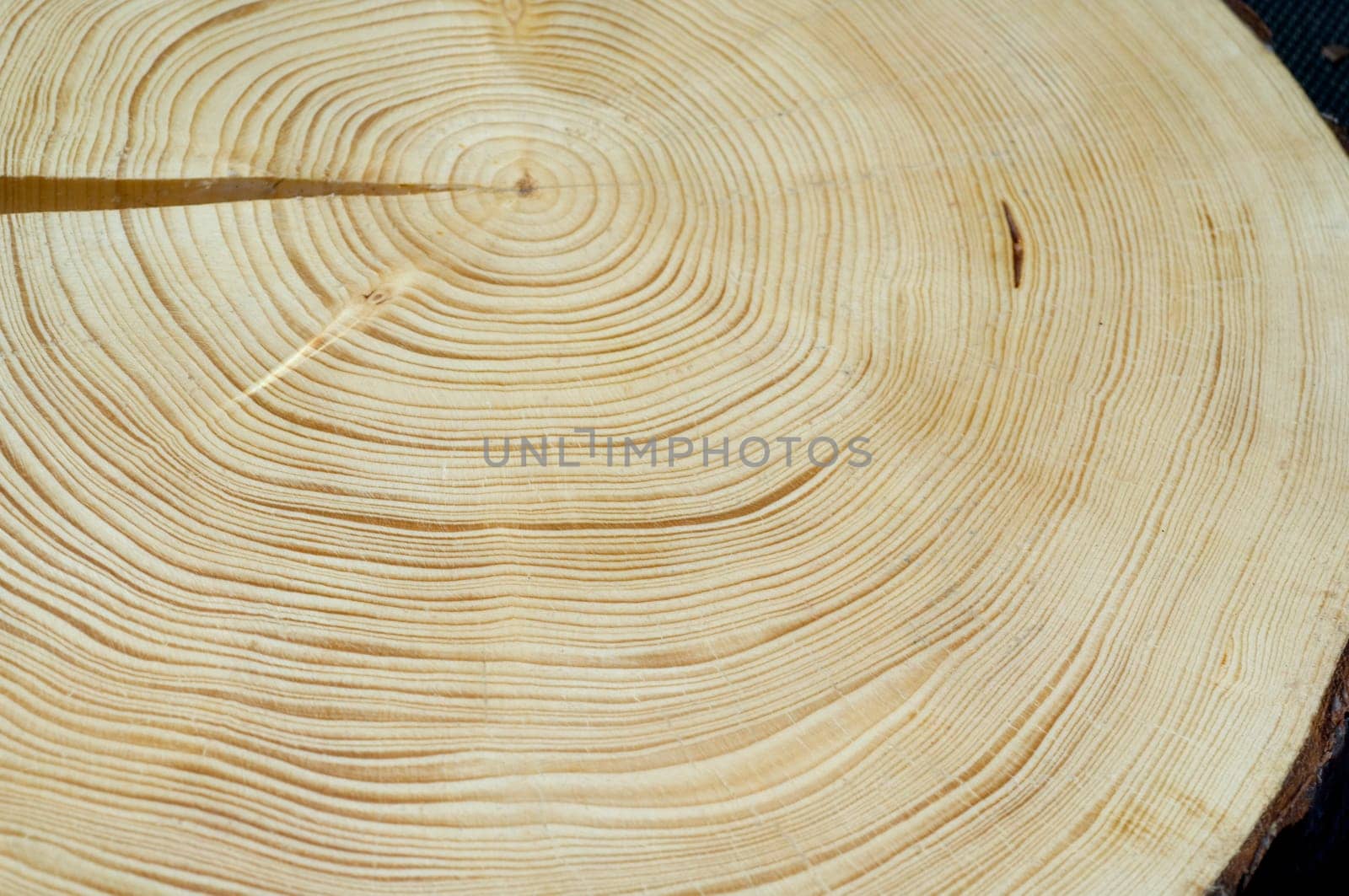 Jahresringe  Fichte  Picea  abies  Rottanne  Jahrring  Holzring
