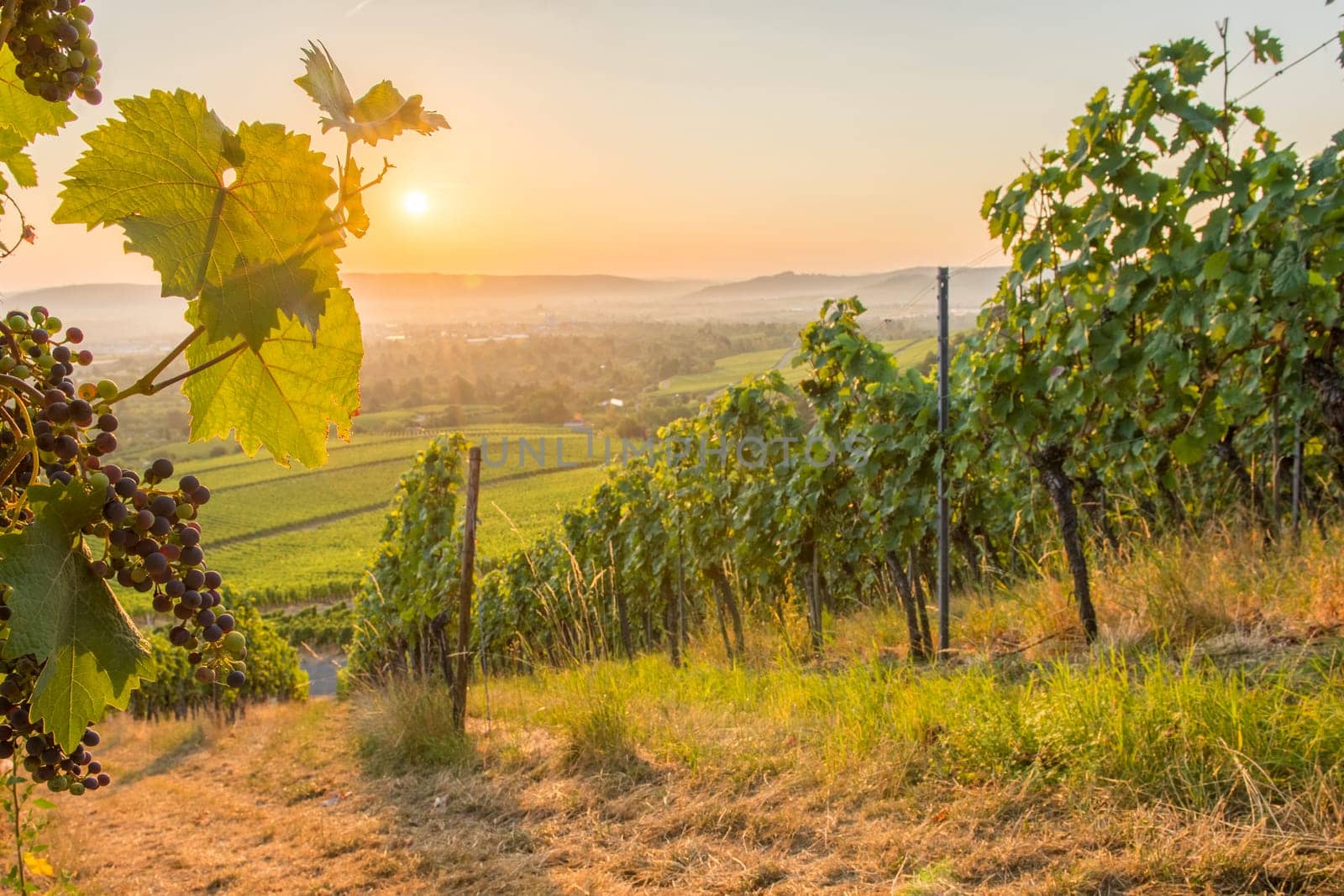 Vineyard with wine leaf and grapes at sunrise