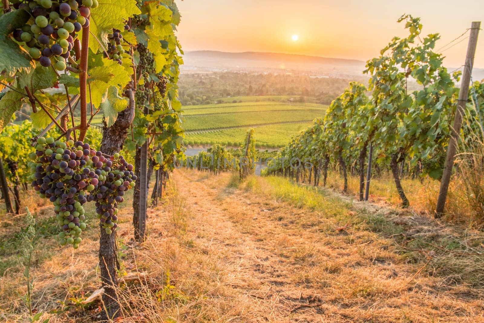 Grapes in the vineyard near Fellbach with sunrise