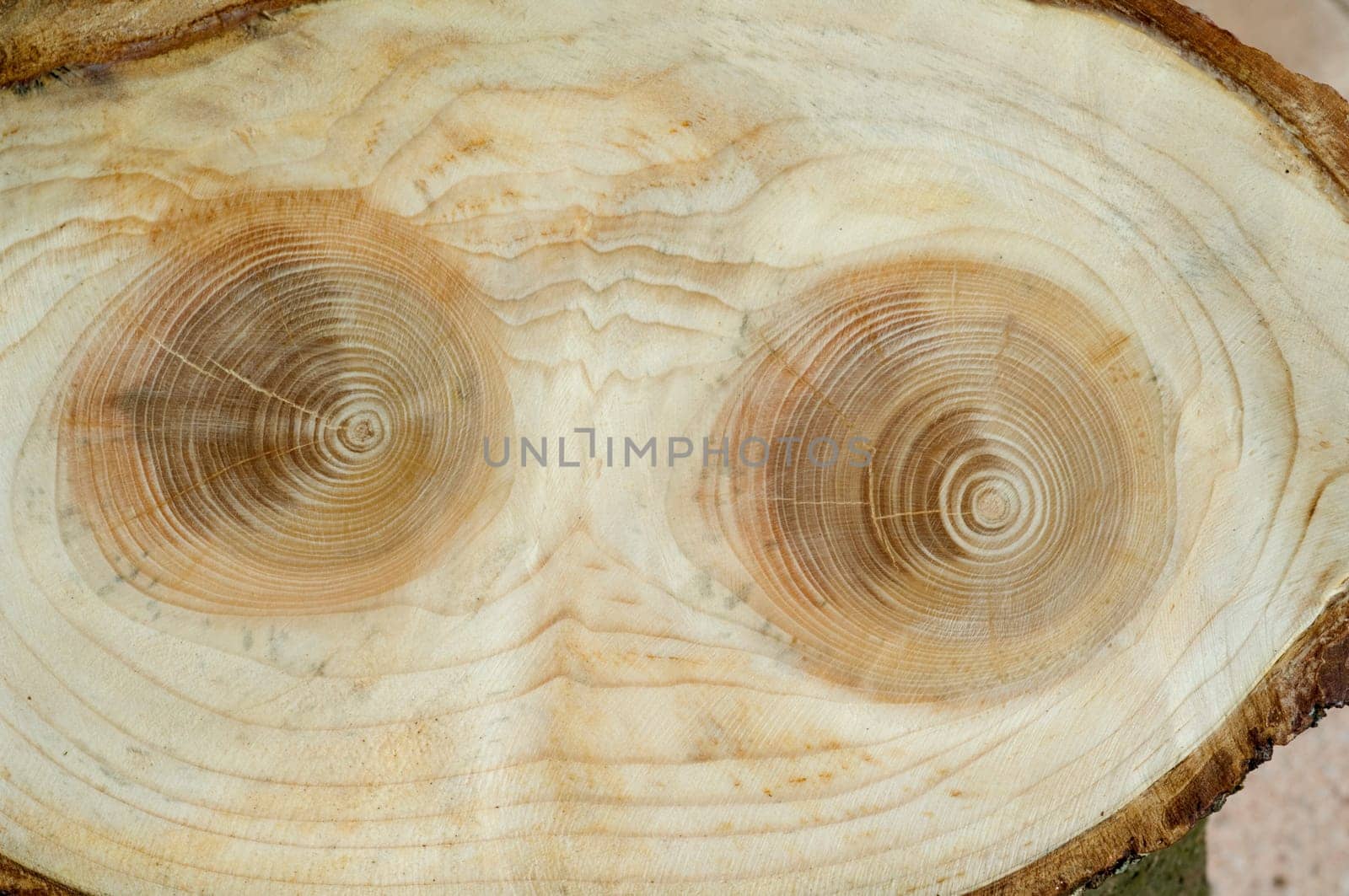 Jahresringe  Fichte  Picea  abies  Rottanne  Jahrring  Holzring