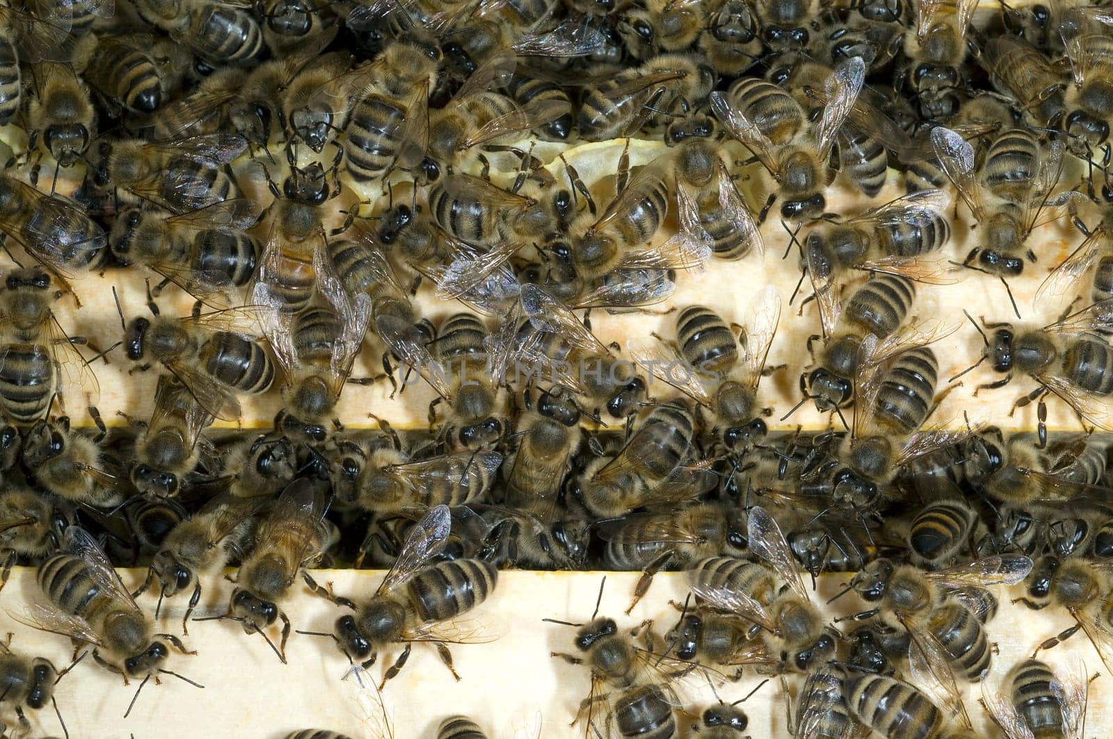 Honigbienen, Biene  Apis  mellifera