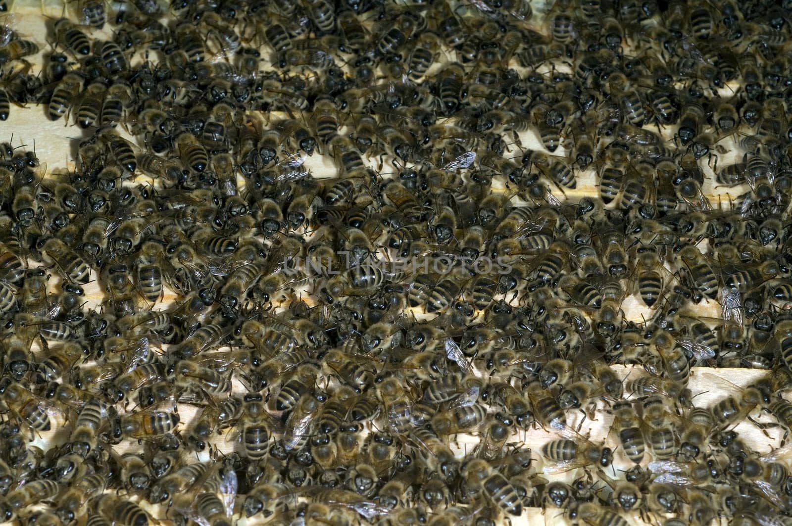 Honigbienen, Biene  Apis  mellifera