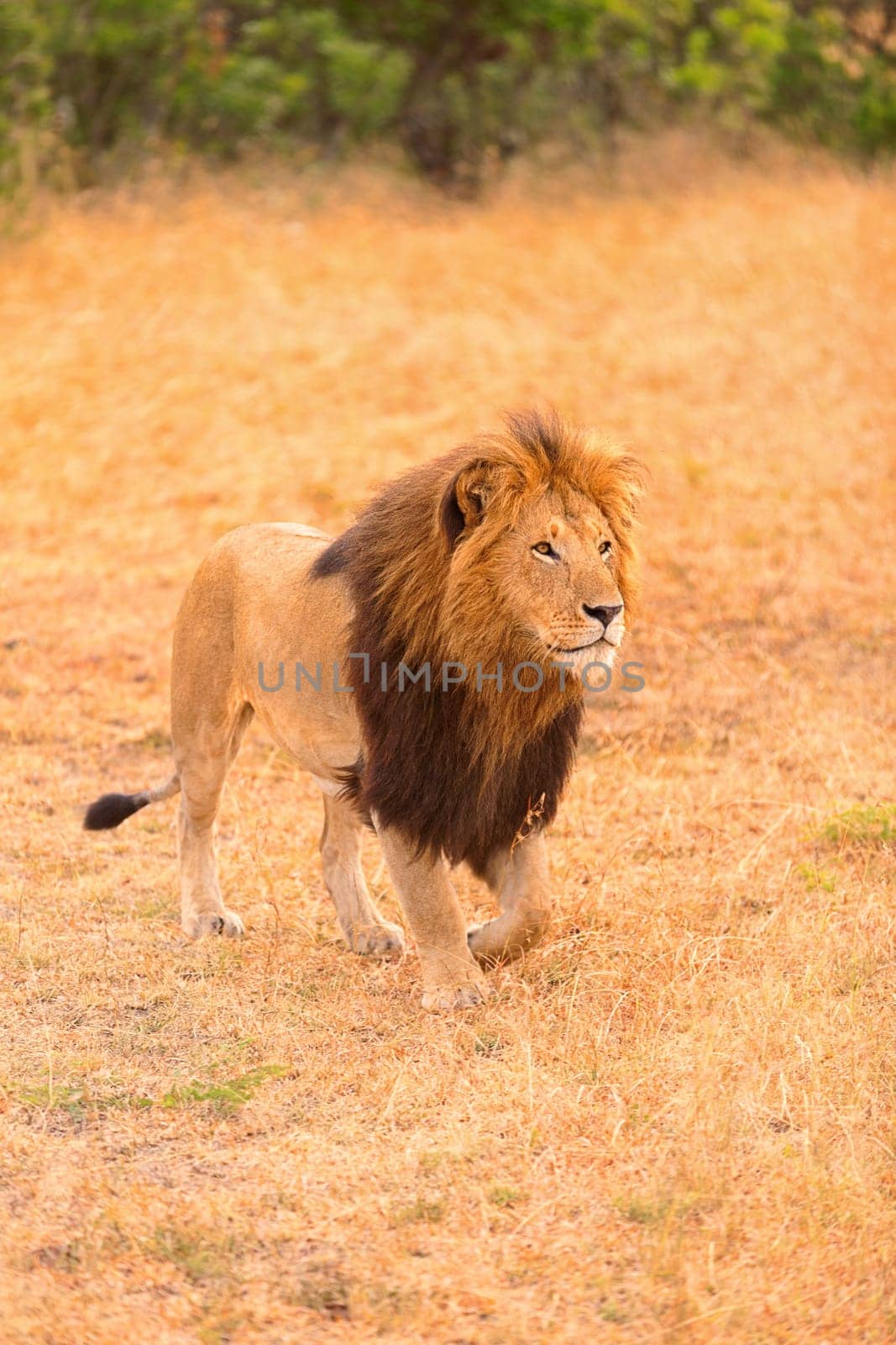 Male lion portrait in Masai Mara, Kenya