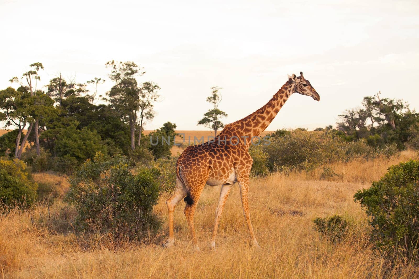 Giraffe eating from an acacia tree in Masai Mara, Kenya during the dry season