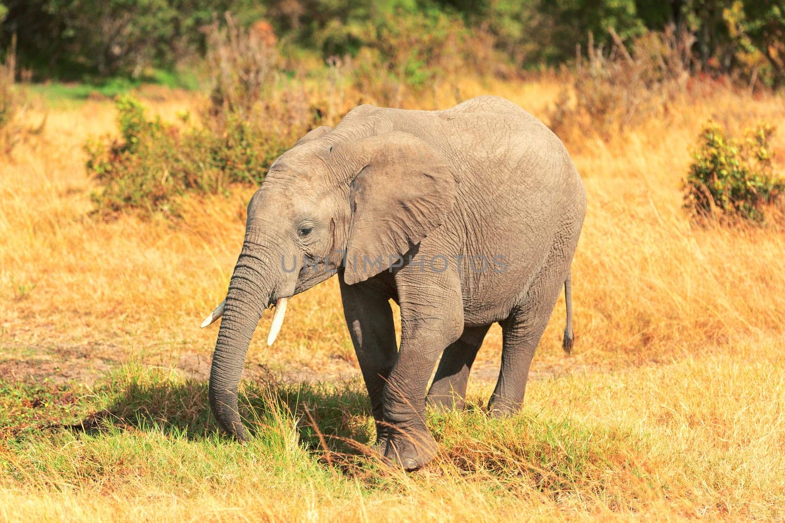 Elephants at noon in Masai Mara national park in Kenya