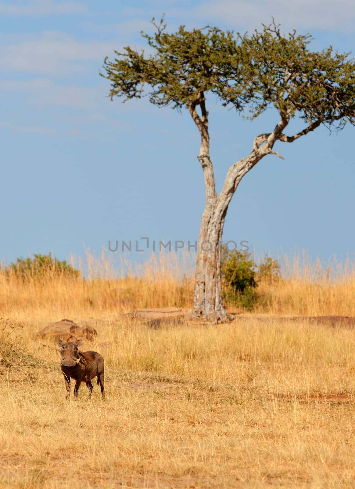 Single warthog in the grass, Masai Mara, Kenya