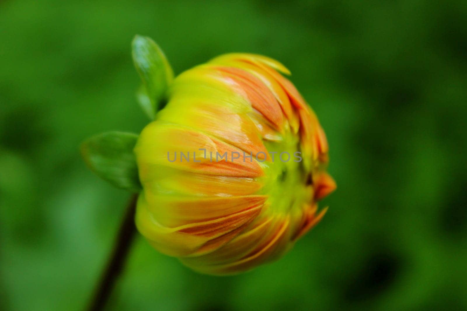 Dahlias