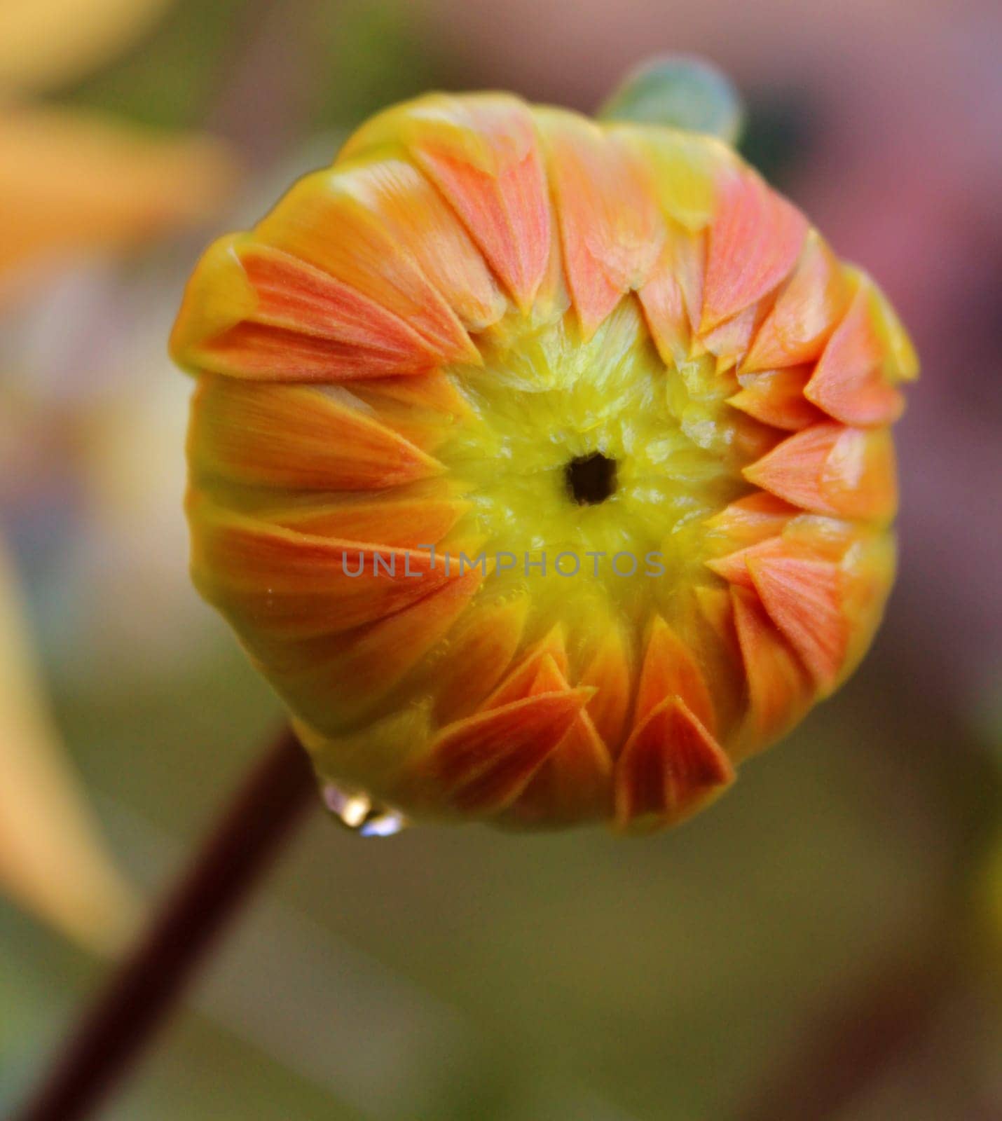 dahlias