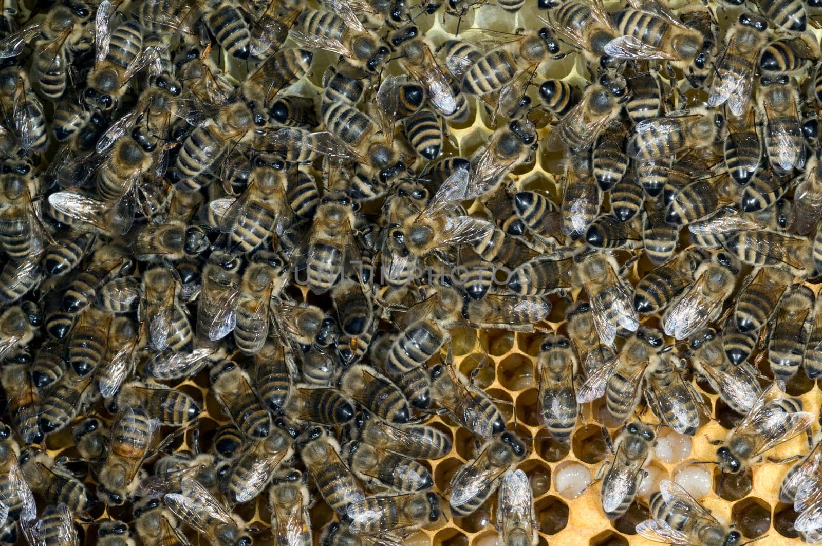 Honigbienen, Biene  Apis  mellifera