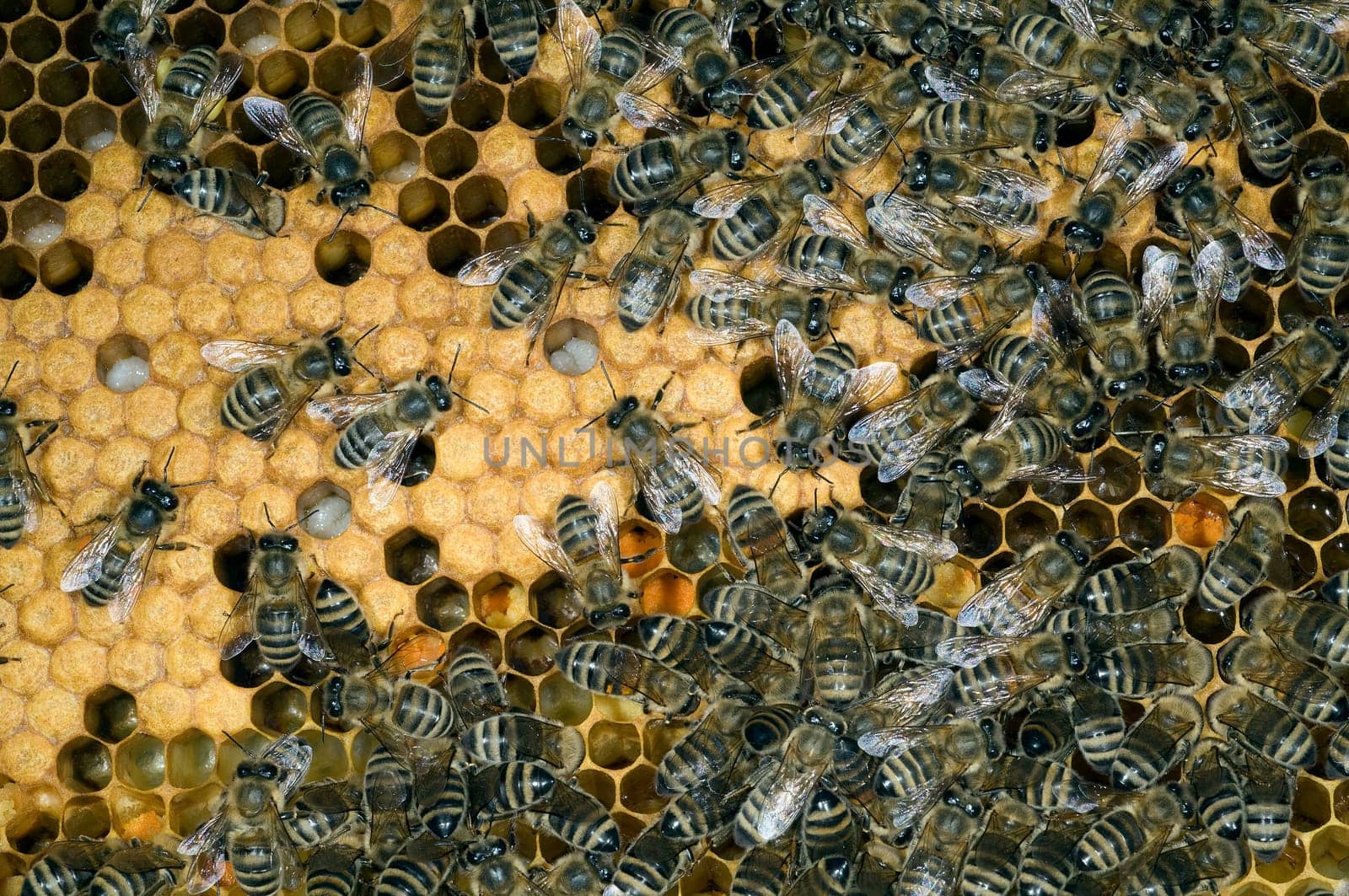 Honigbienen, Biene  Apis  mellifera
