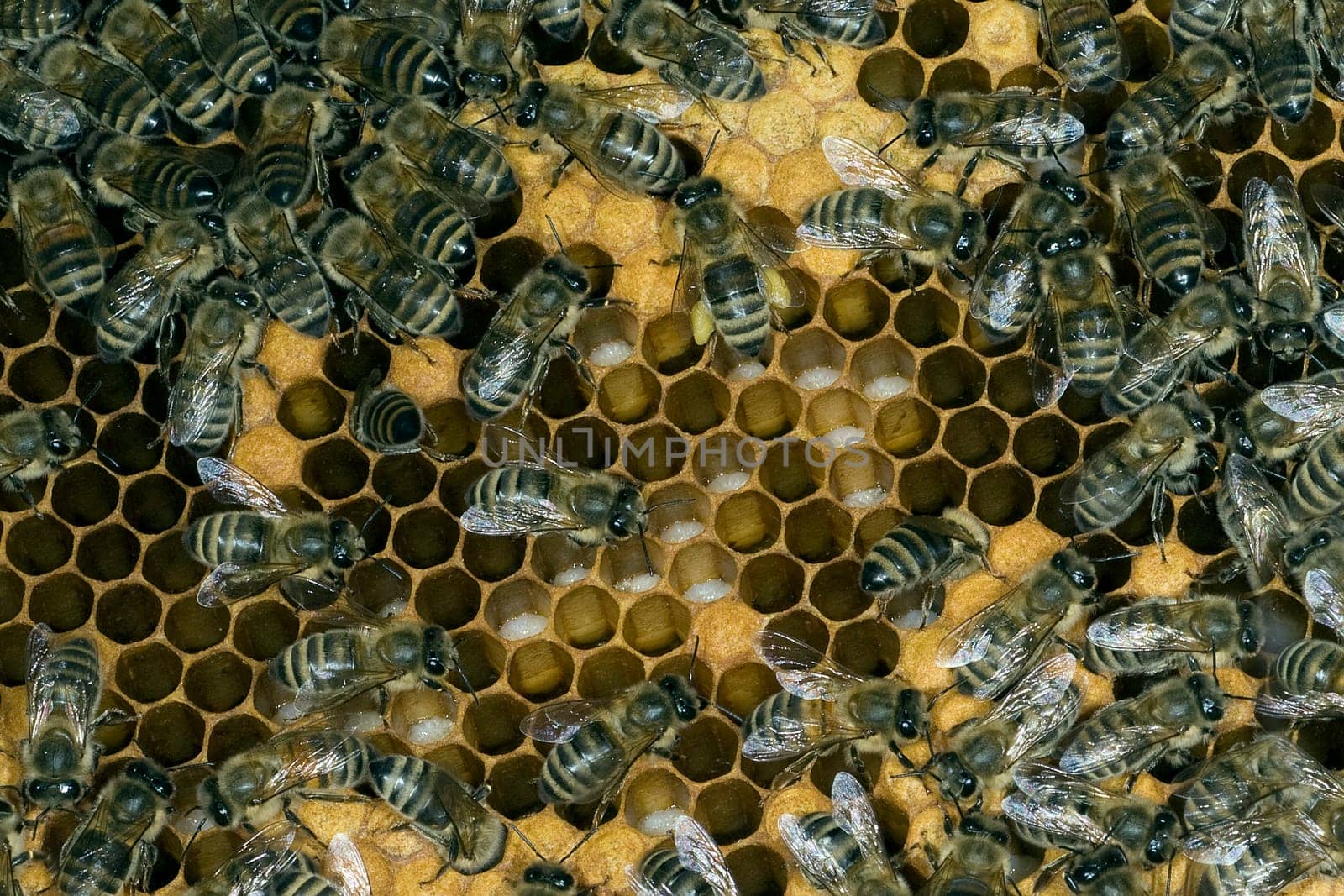 Honigbienen, Biene  Apis  mellifera