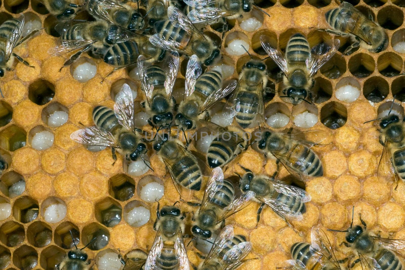 Honigbienen, Biene  Apis  mellifera