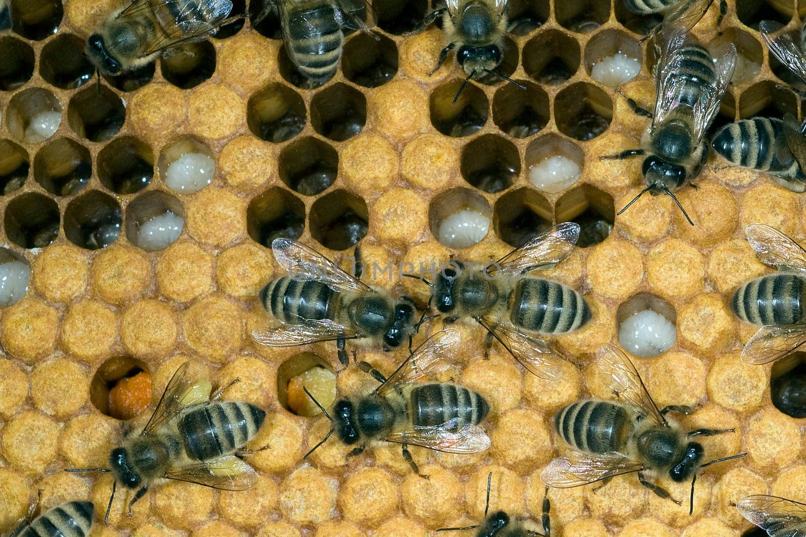 Honigbienen, Biene  Apis  mellifera