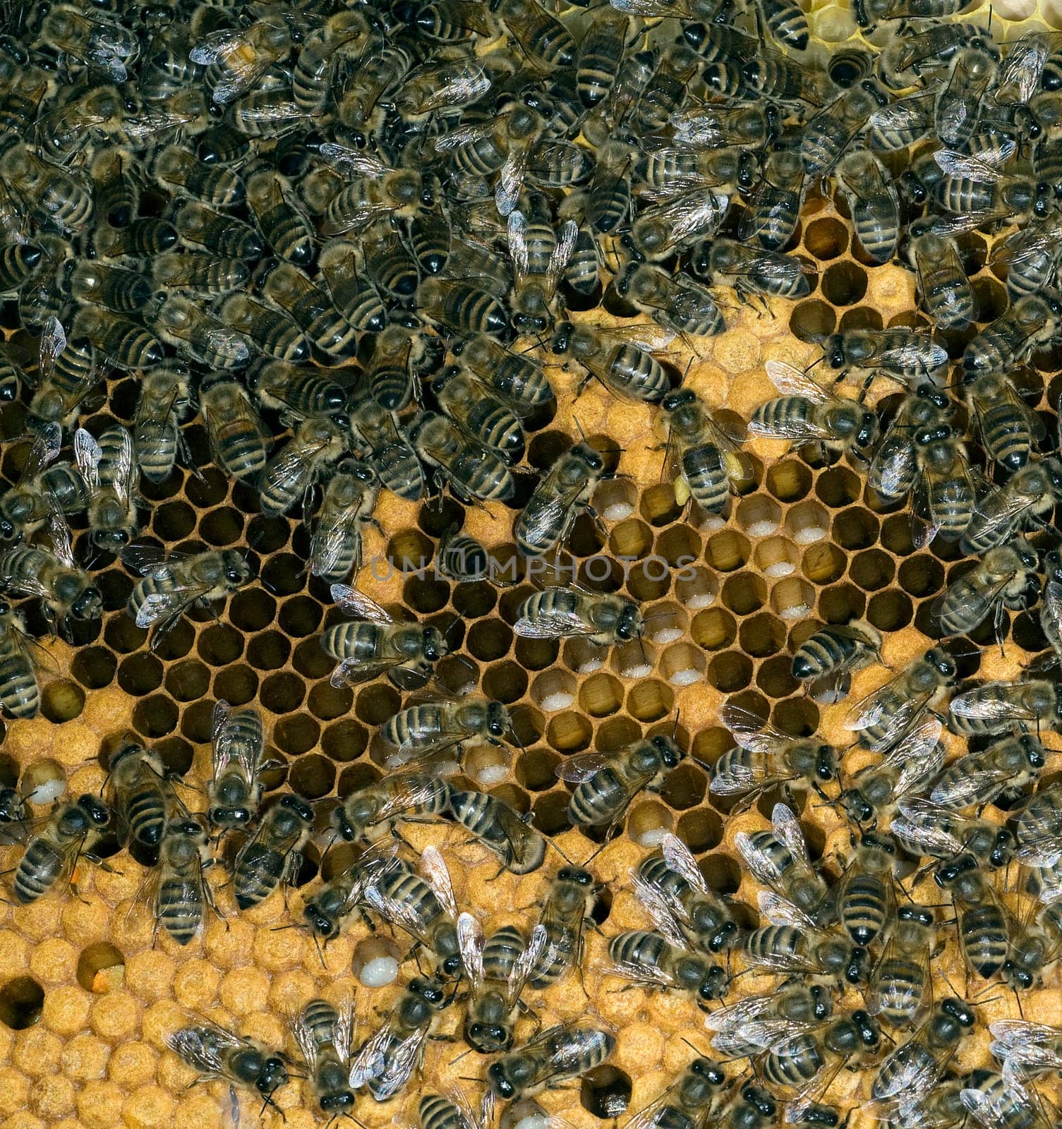 Honigbienen, Biene  Apis  mellifera