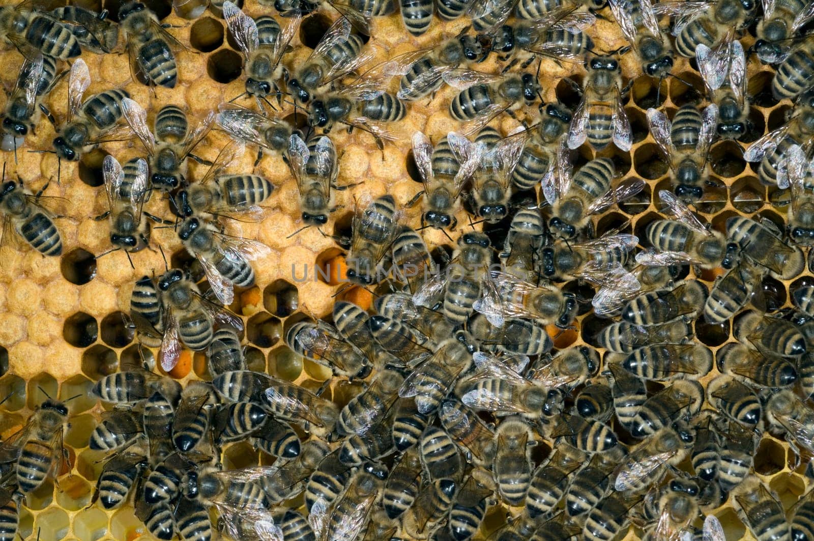 Honigbienen, Biene  Apis  mellifera