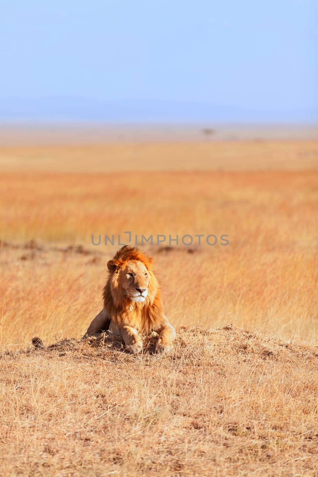 Male lion lying in the grass at sunset in Masai Mara, Kenya