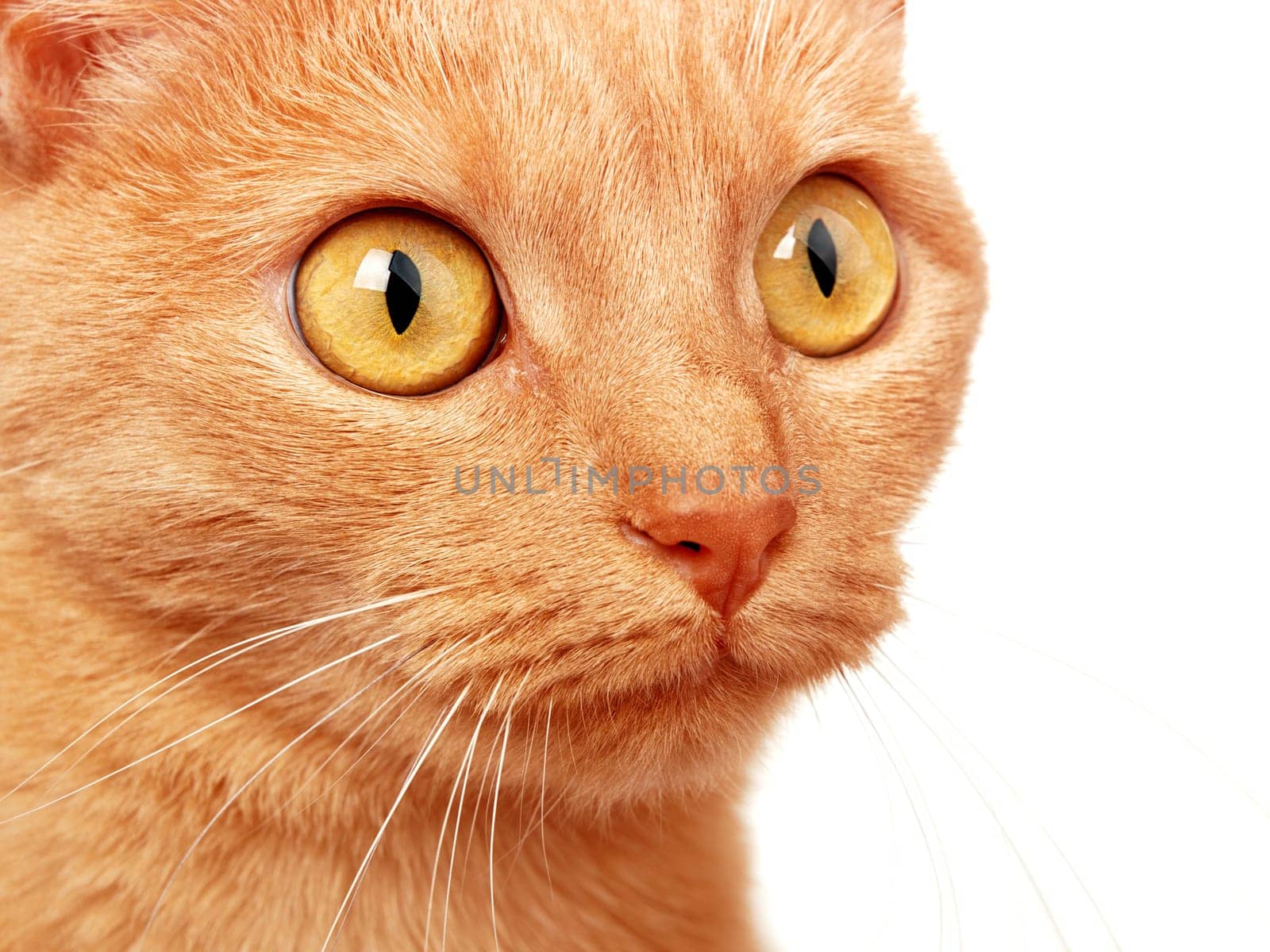 Cat isolated on white, side view