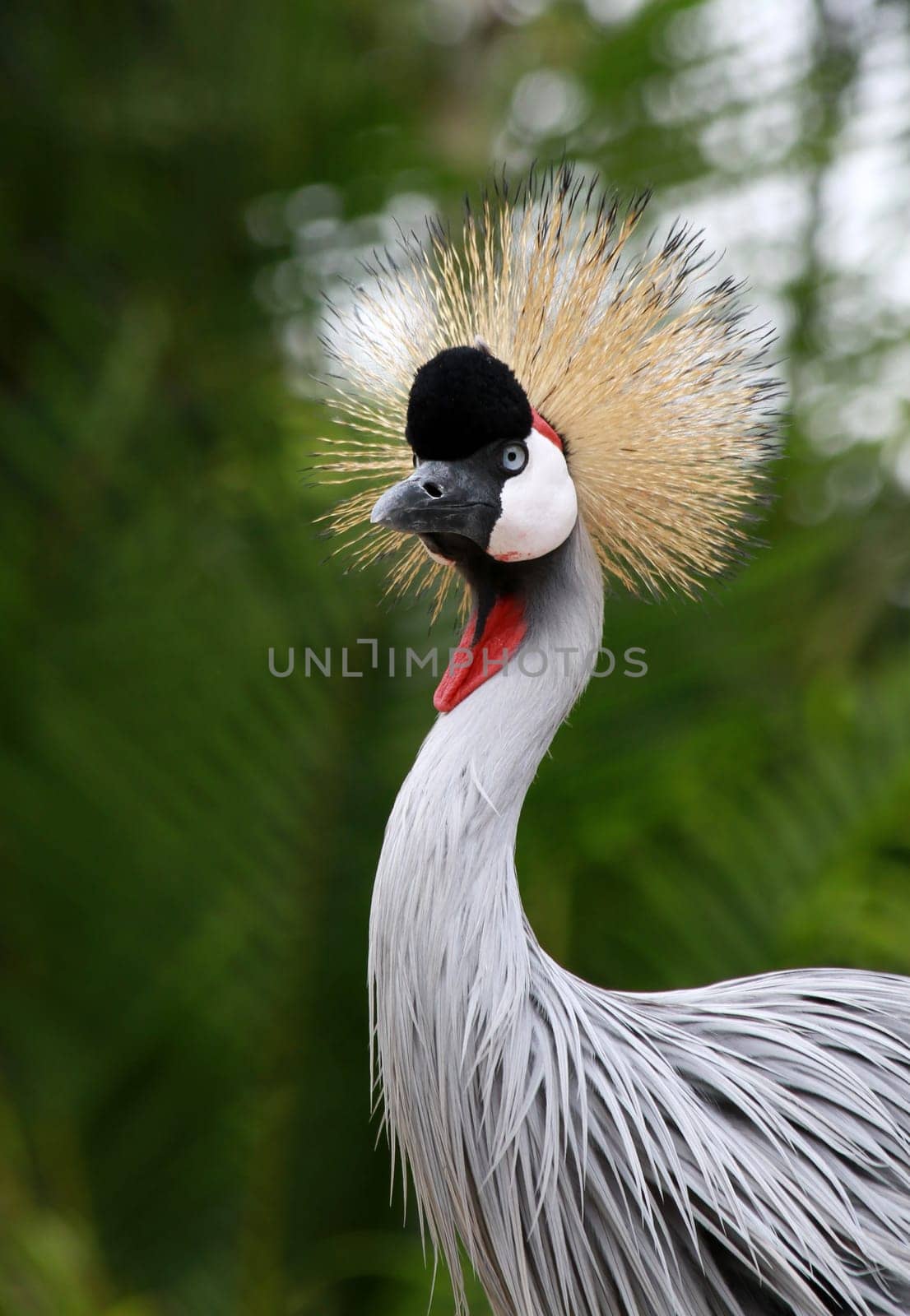 Crown crane