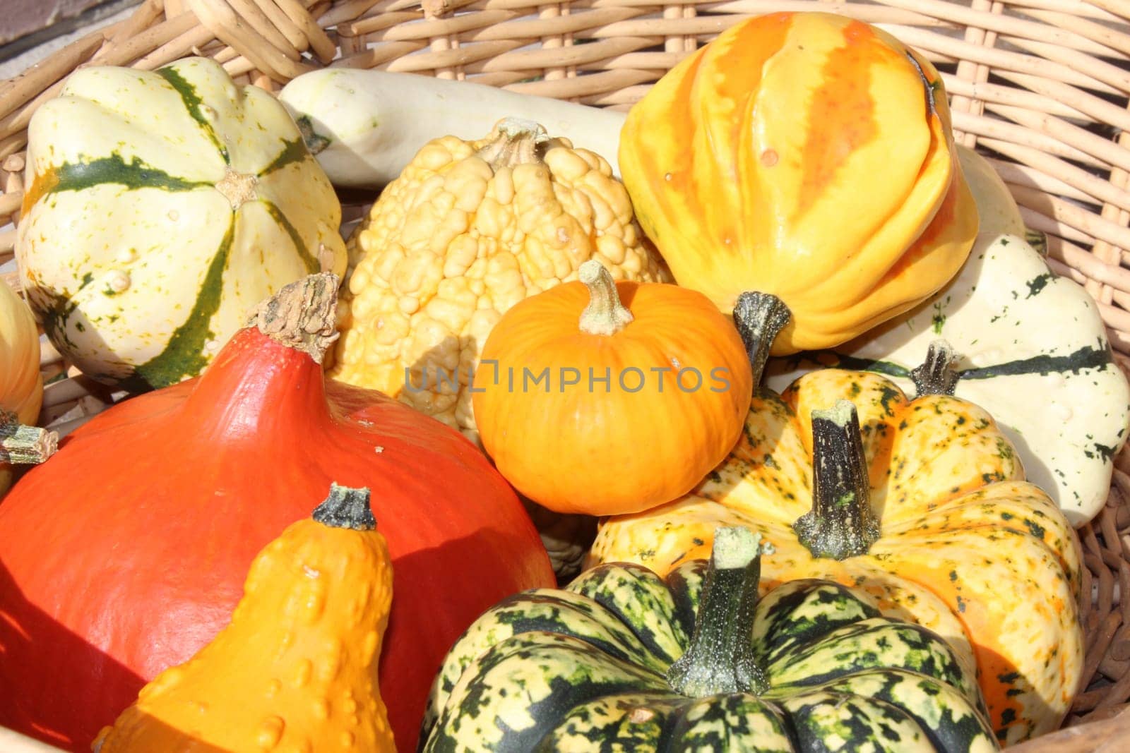 Pumpkin