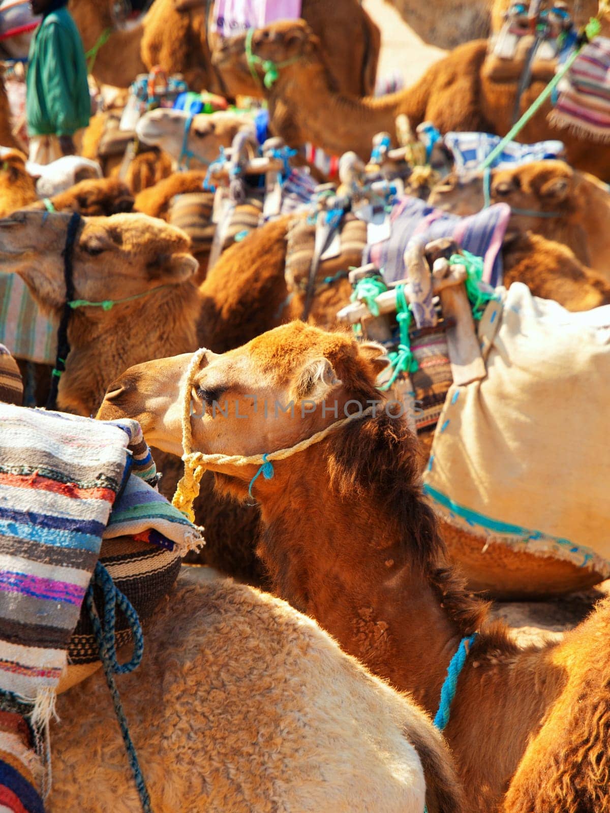 Camels in the desert