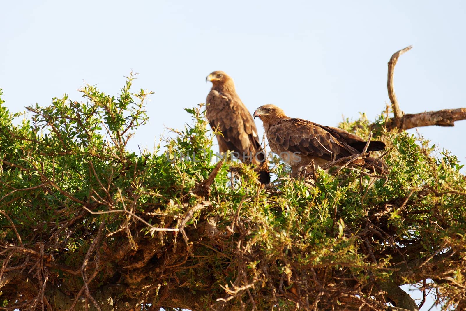 Tawny Eagle nesting on a tree, Masai Mara